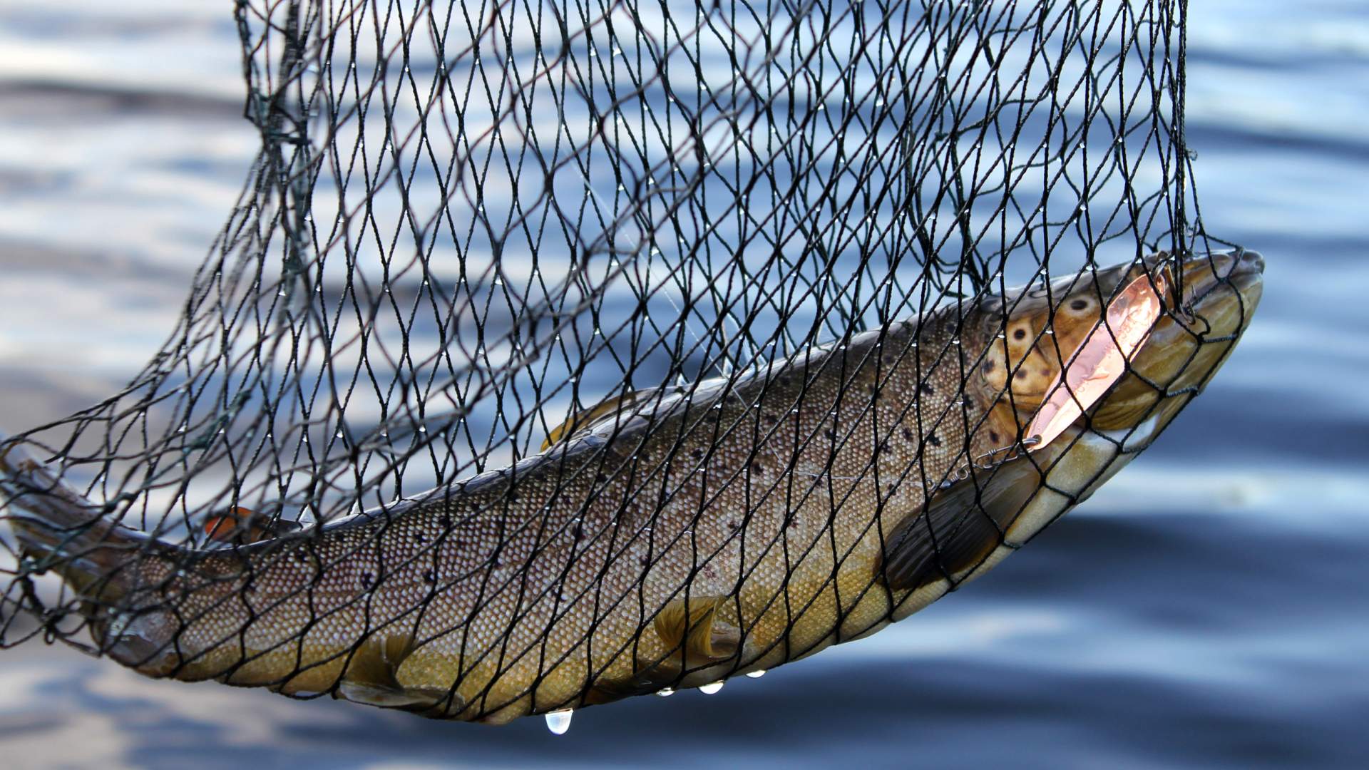 Fishing in Snåsavatnet (Lake Såsa), Fishing, Snåsa