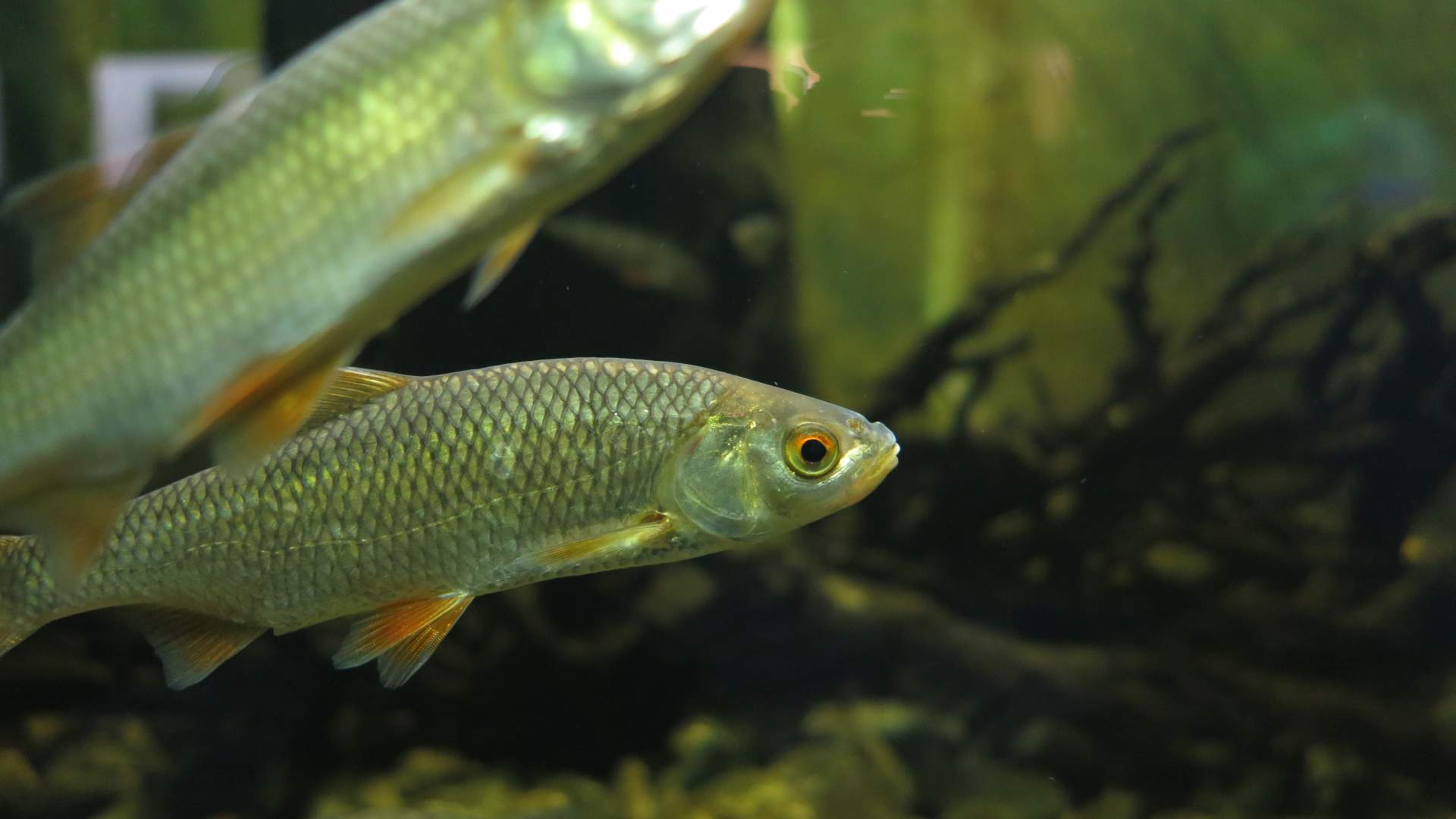 Drøbak Akvarium
