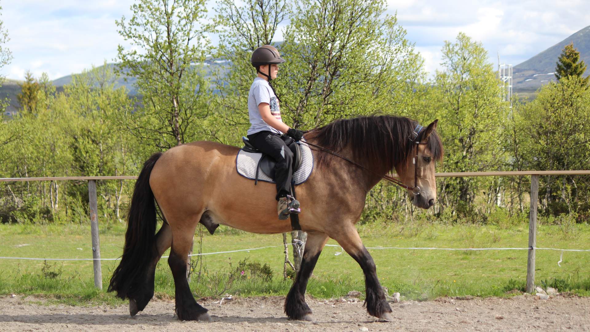Horse and rider in the arena Venabu Fjellhotell