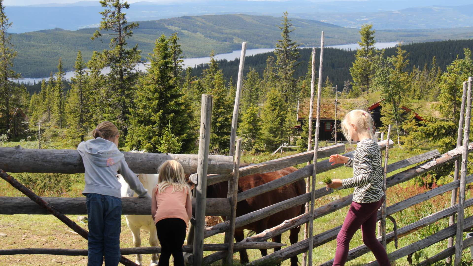 Barn hilser på kuene nær Rustad Hotell & Fjellstue