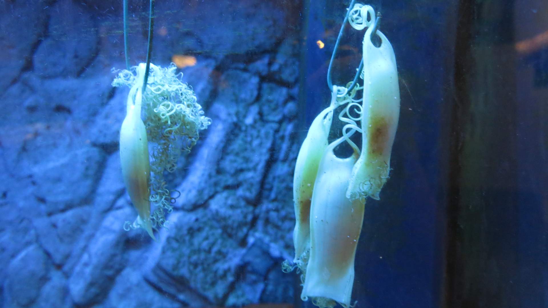 Drøbak Akvarium