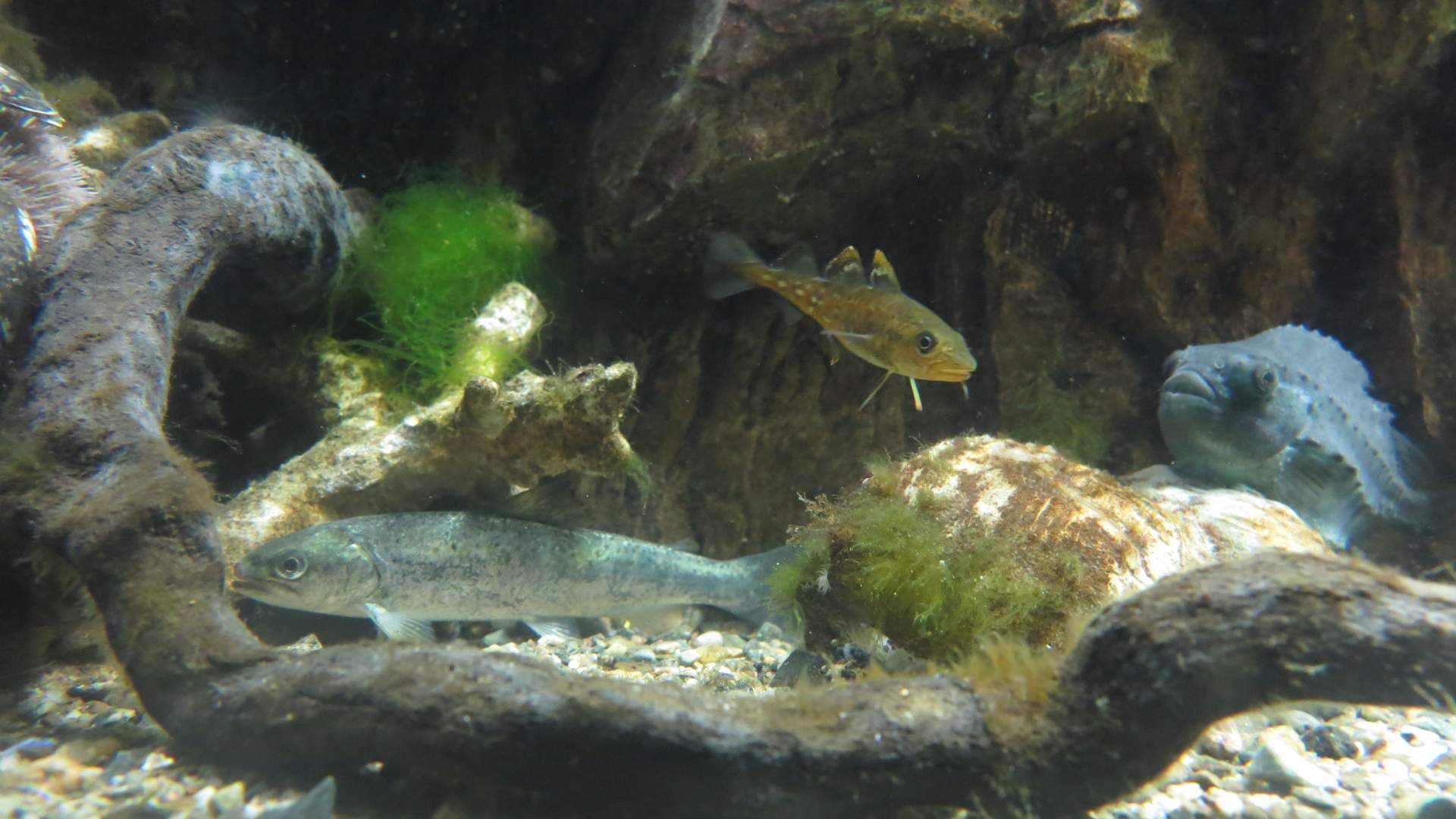 Drøbak Akvarium