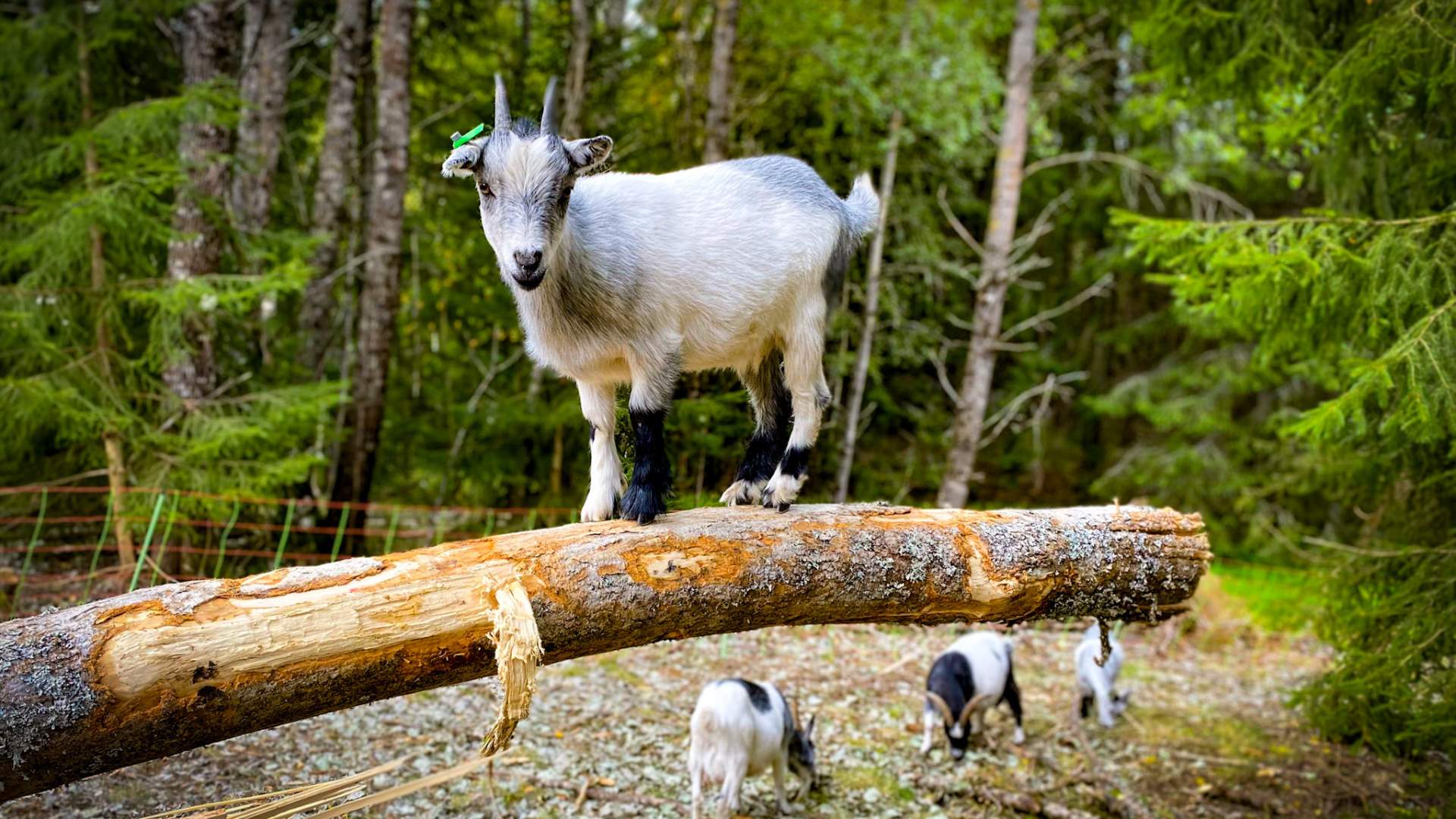 Vandring med mini hest og esel, Den Lille Store Gården