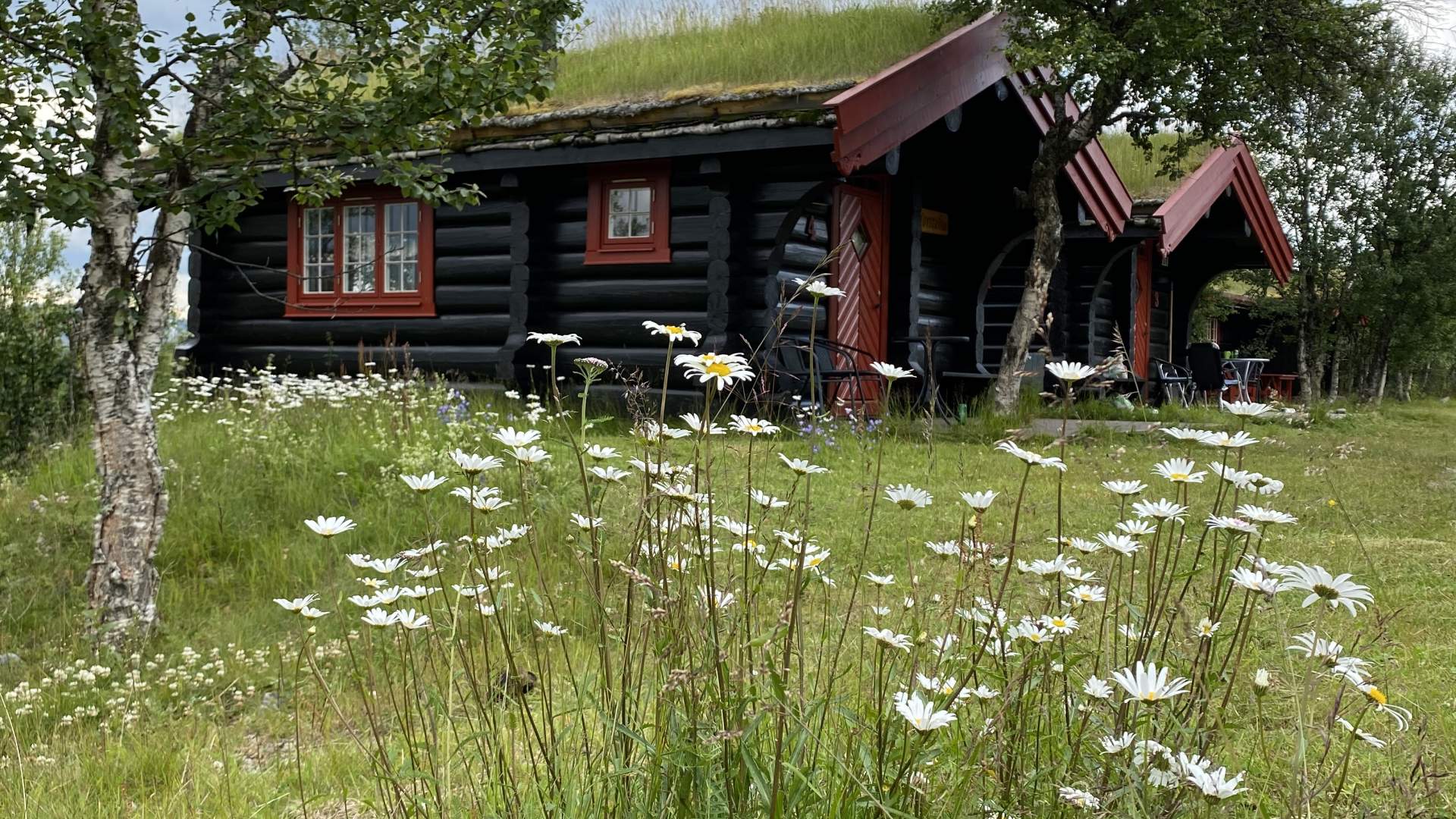 Heimbu og Nørstebu with summer flowers, Venabu Hytter