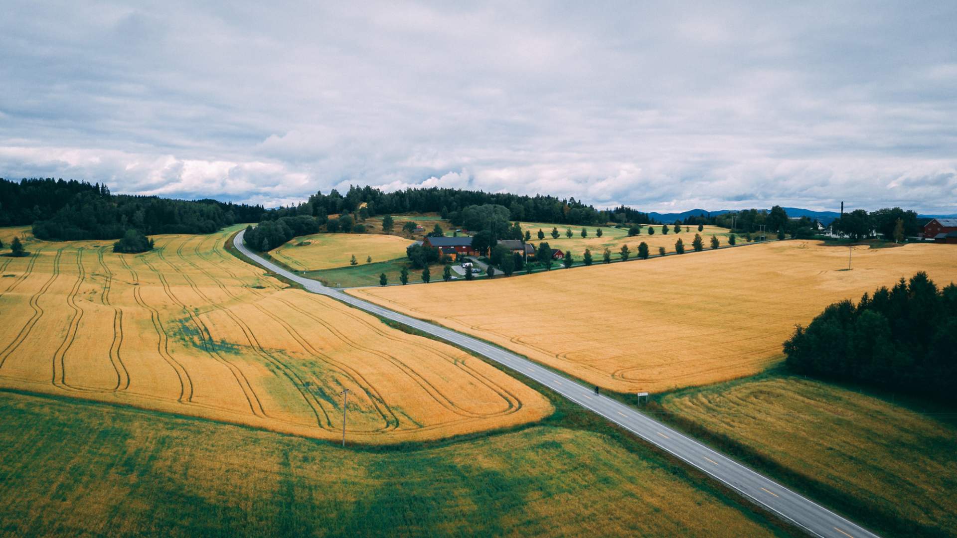 Inderøy Gulburet Foto Fredrik Bye Ravn Film Osteturen (7) WEB