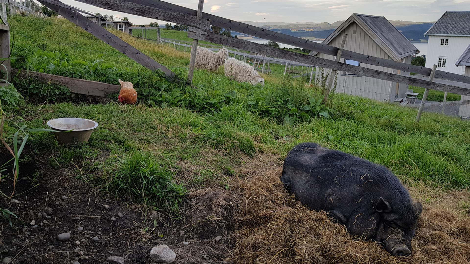 Inderøy Husfrua Foto Eva Muller Aasheim (Leve på Landet) (4) WEB