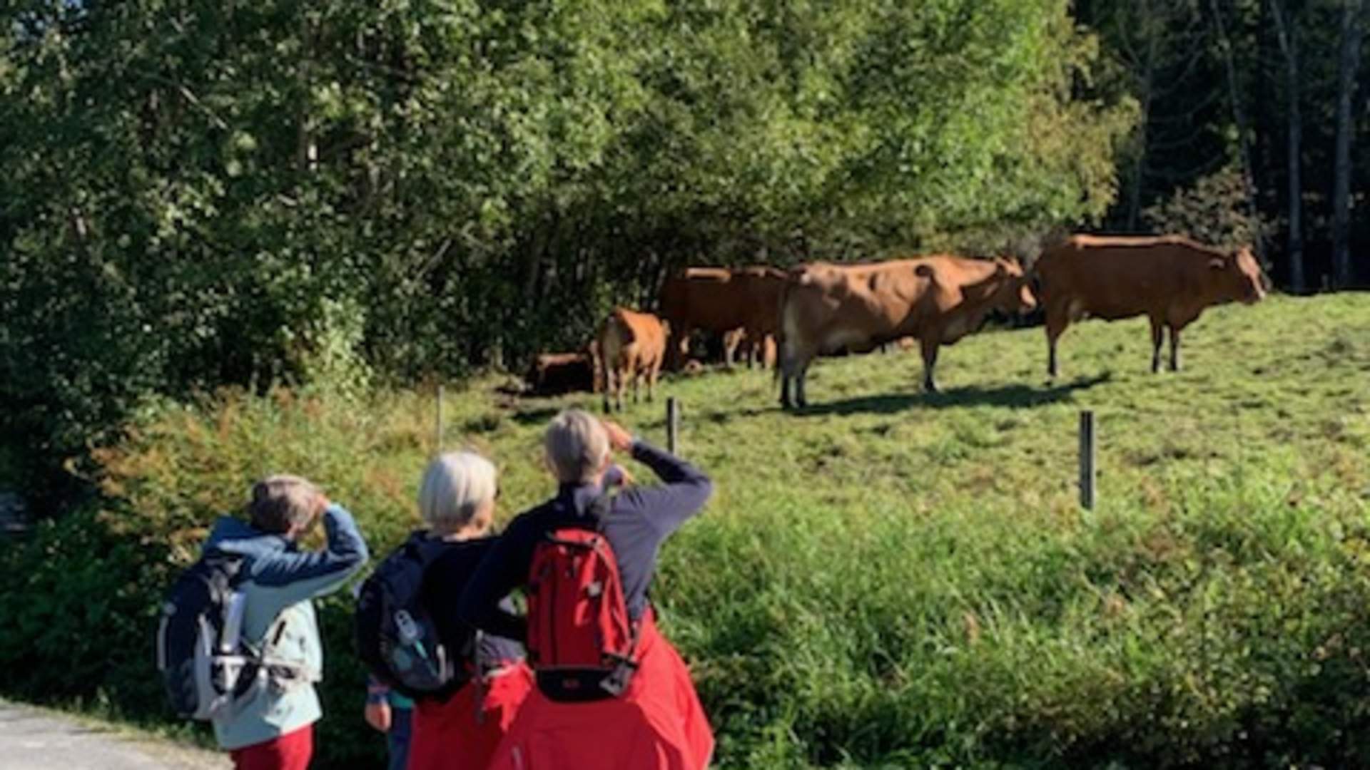 Jentene på Ingaleden