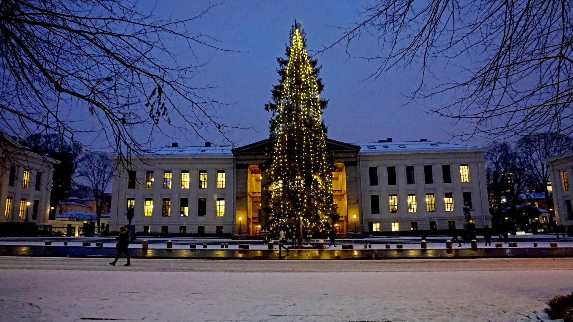 Lighting of the Christmas tree