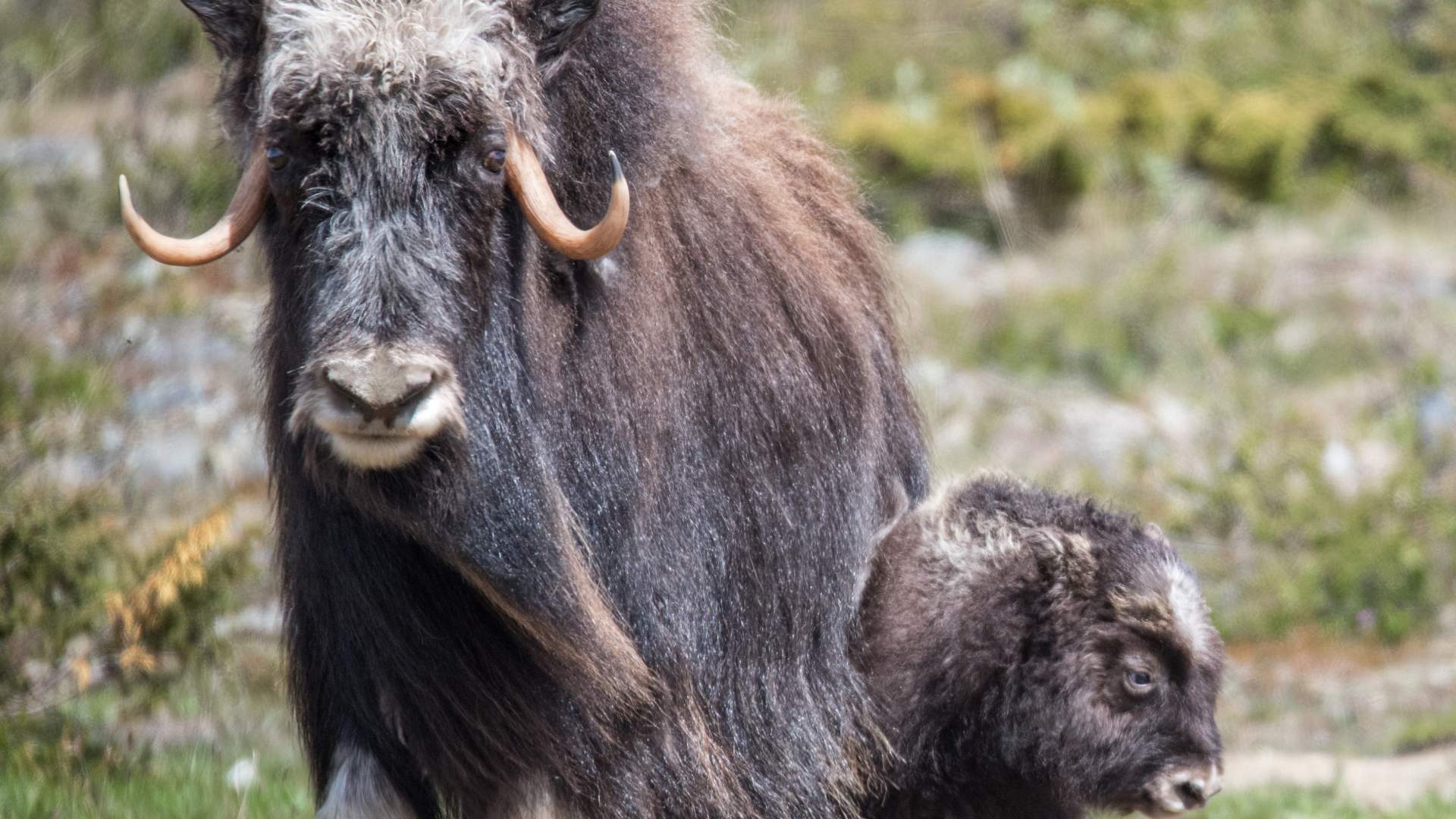 Moskus på Dovrefjell