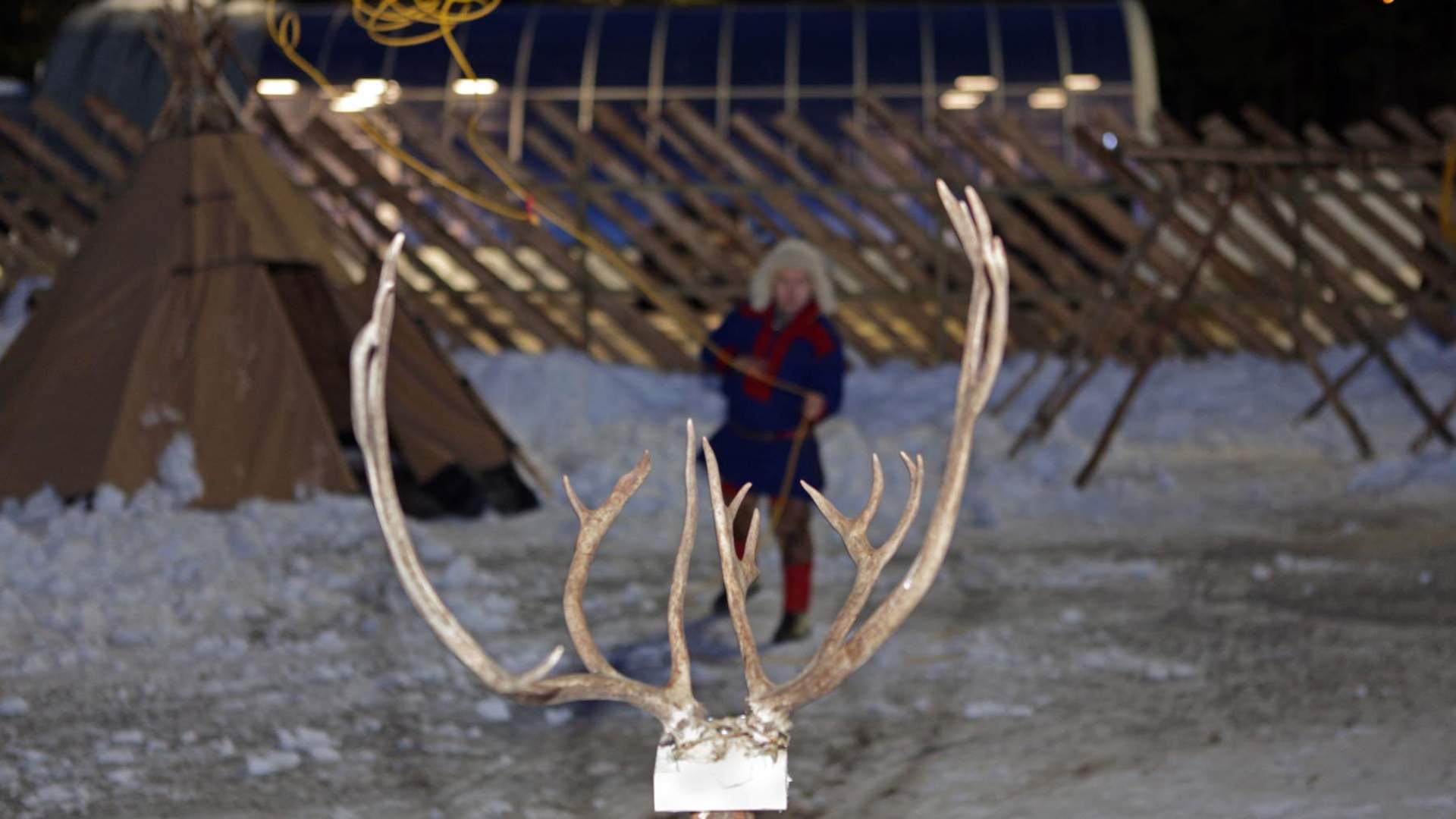 Oslo Reindeer   Lasso