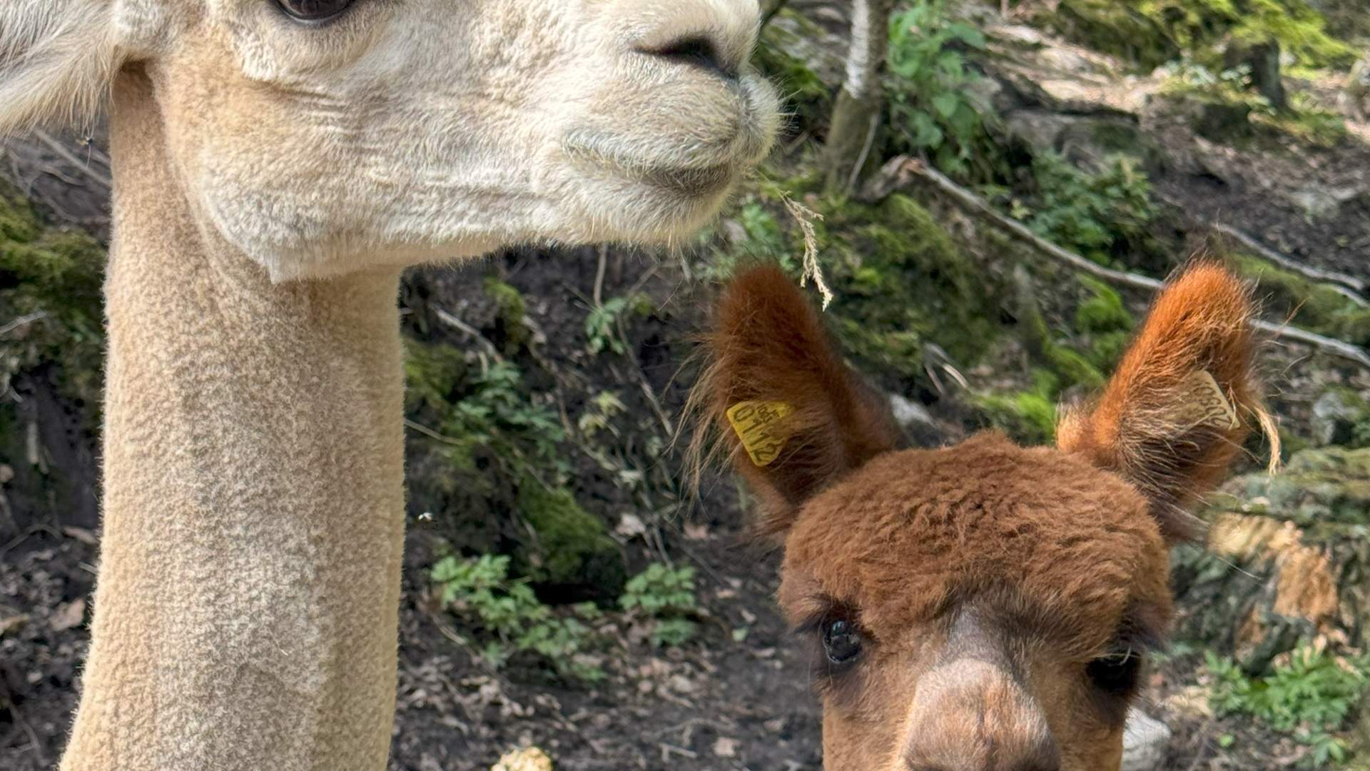 Lindlandgård.SandraGjertviksten4