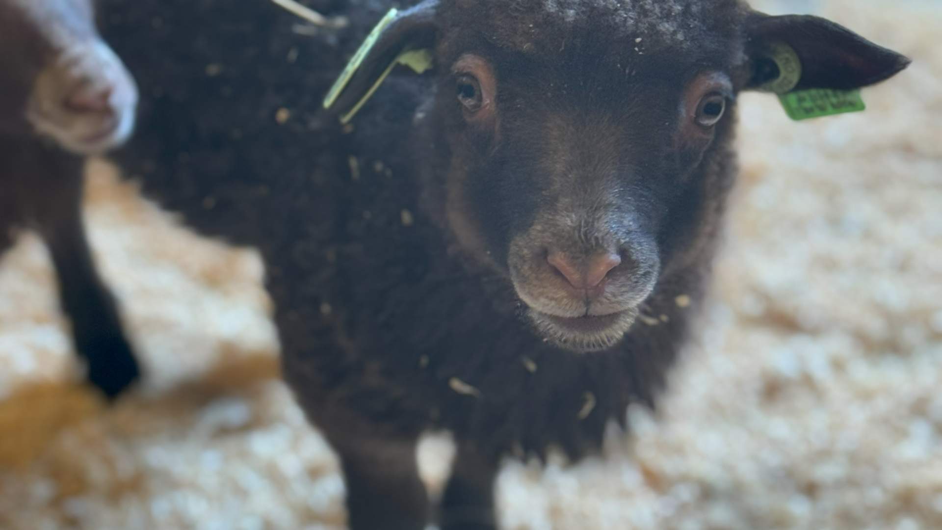 Lindlandgård.SandraGjertviksten9