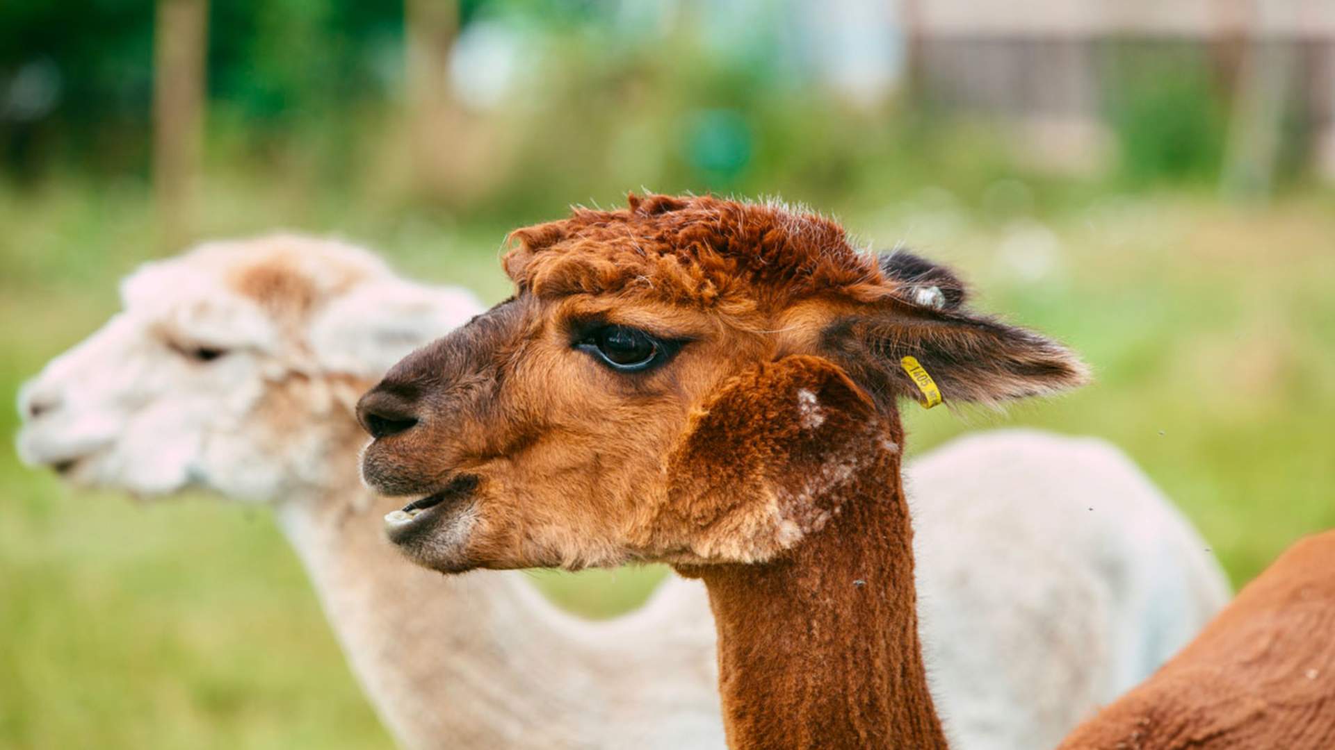 Midt-Telemark_Sommer_Tommy-Lundvall_Svenseid-Alpakka.03_web