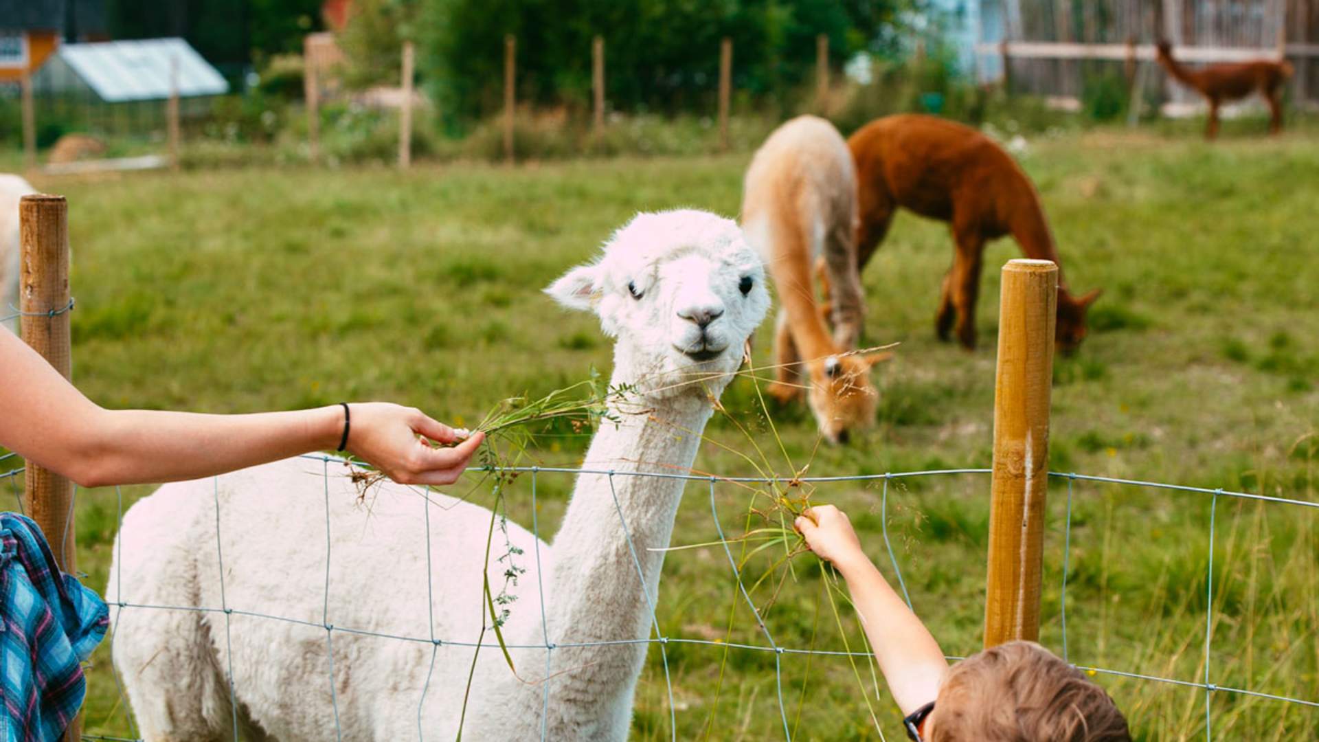 Midt-Telemark_Sommer_Tommy-Lundvall_Svenseid-Alpakka.04_web