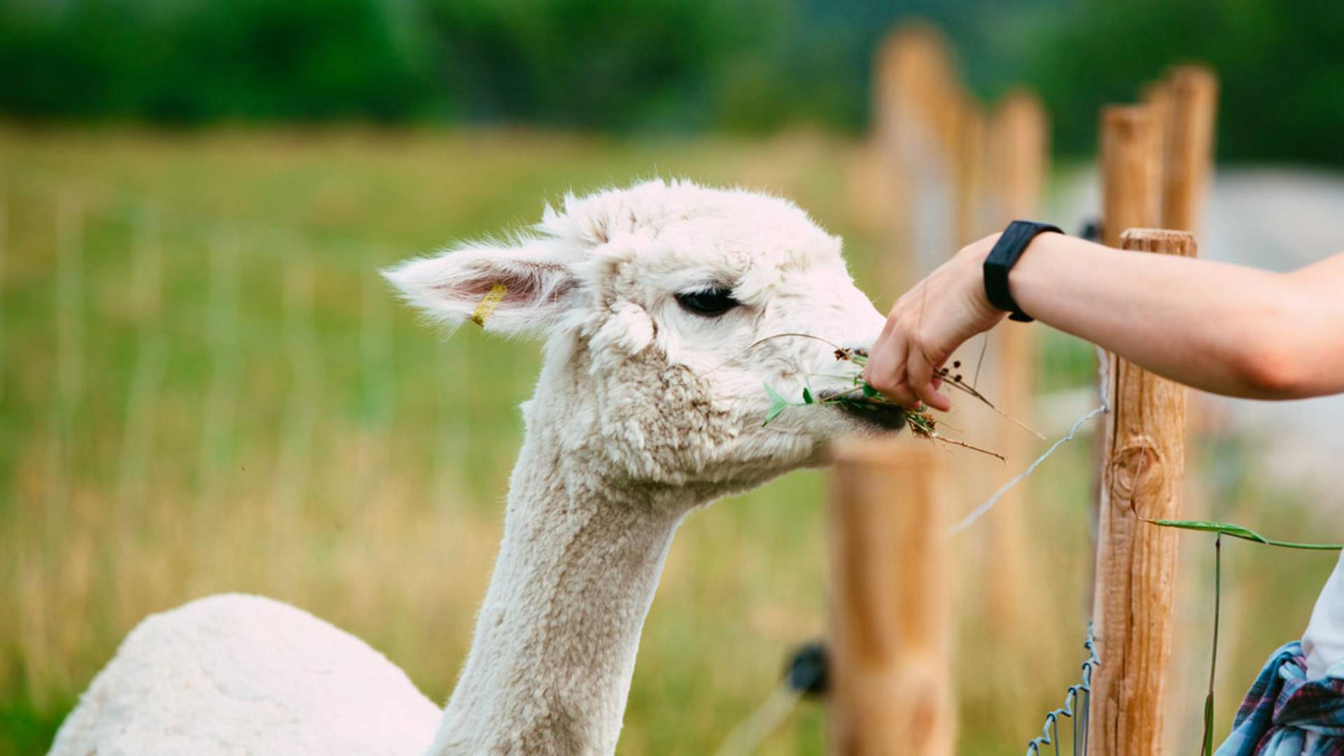 Midt-Telemark_Sommer_Tommy-Lundvall_Svenseid-Alpakka.05_web