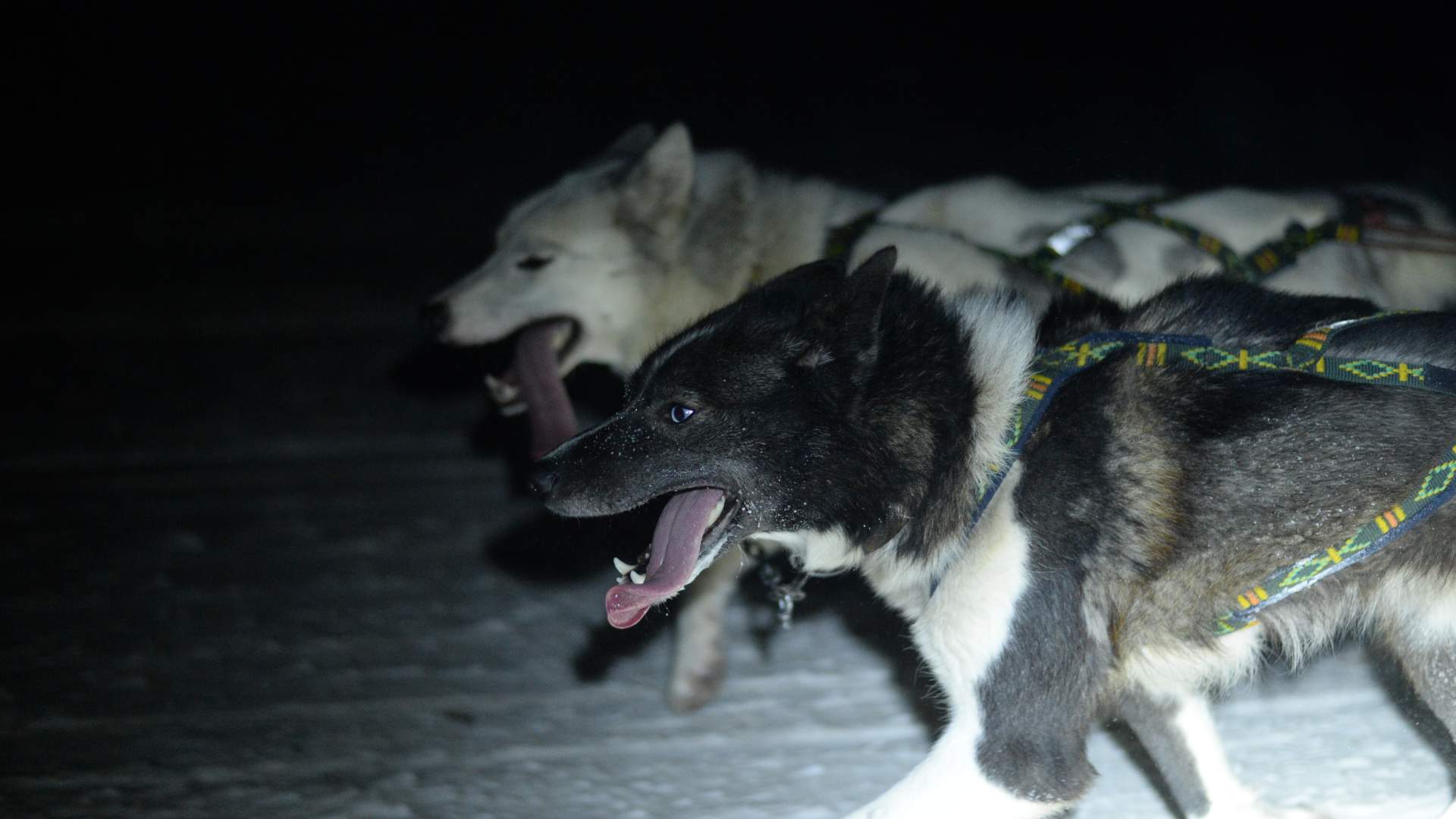 MortenRostille_ThrillOfTheDogsledding_04