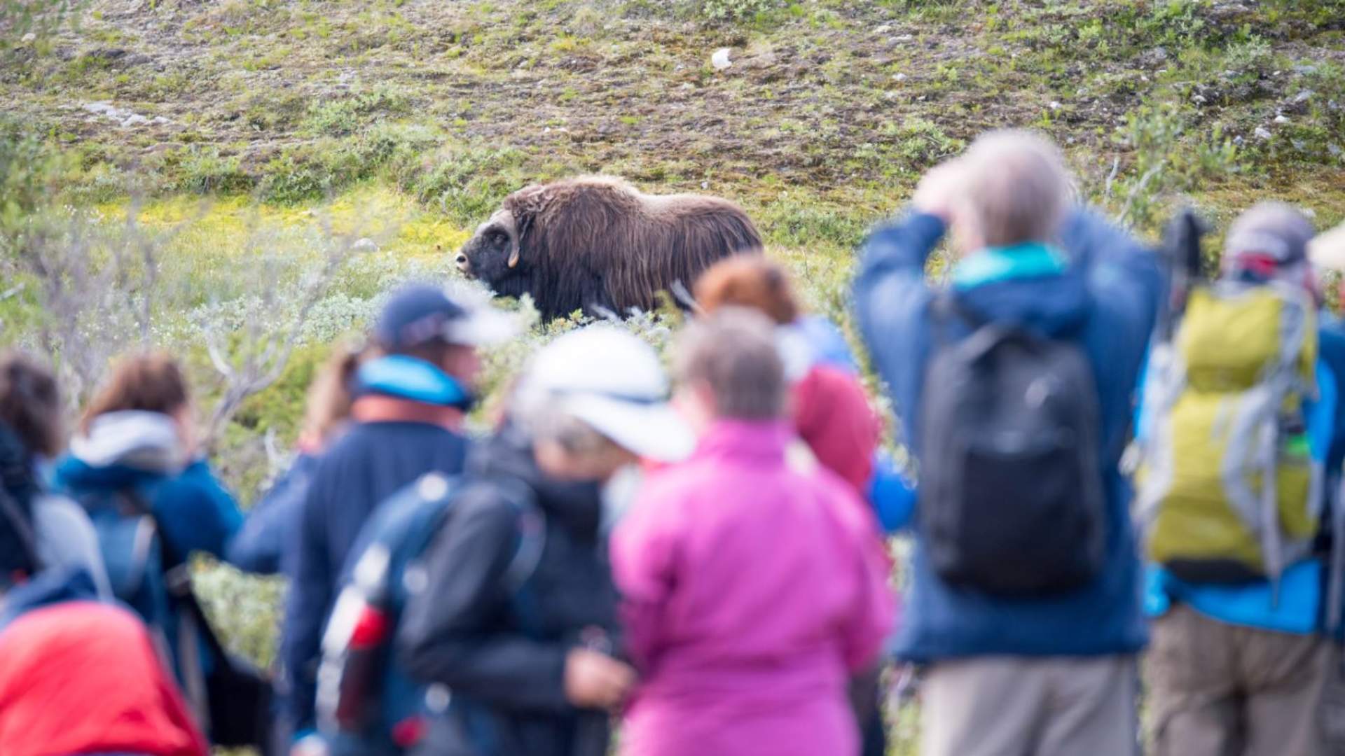 Moskussafari