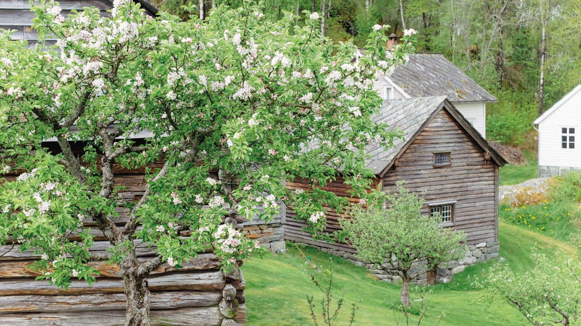 Museumstunet_Utne_bløming_foto Tine Kjosa°s_001090525_web