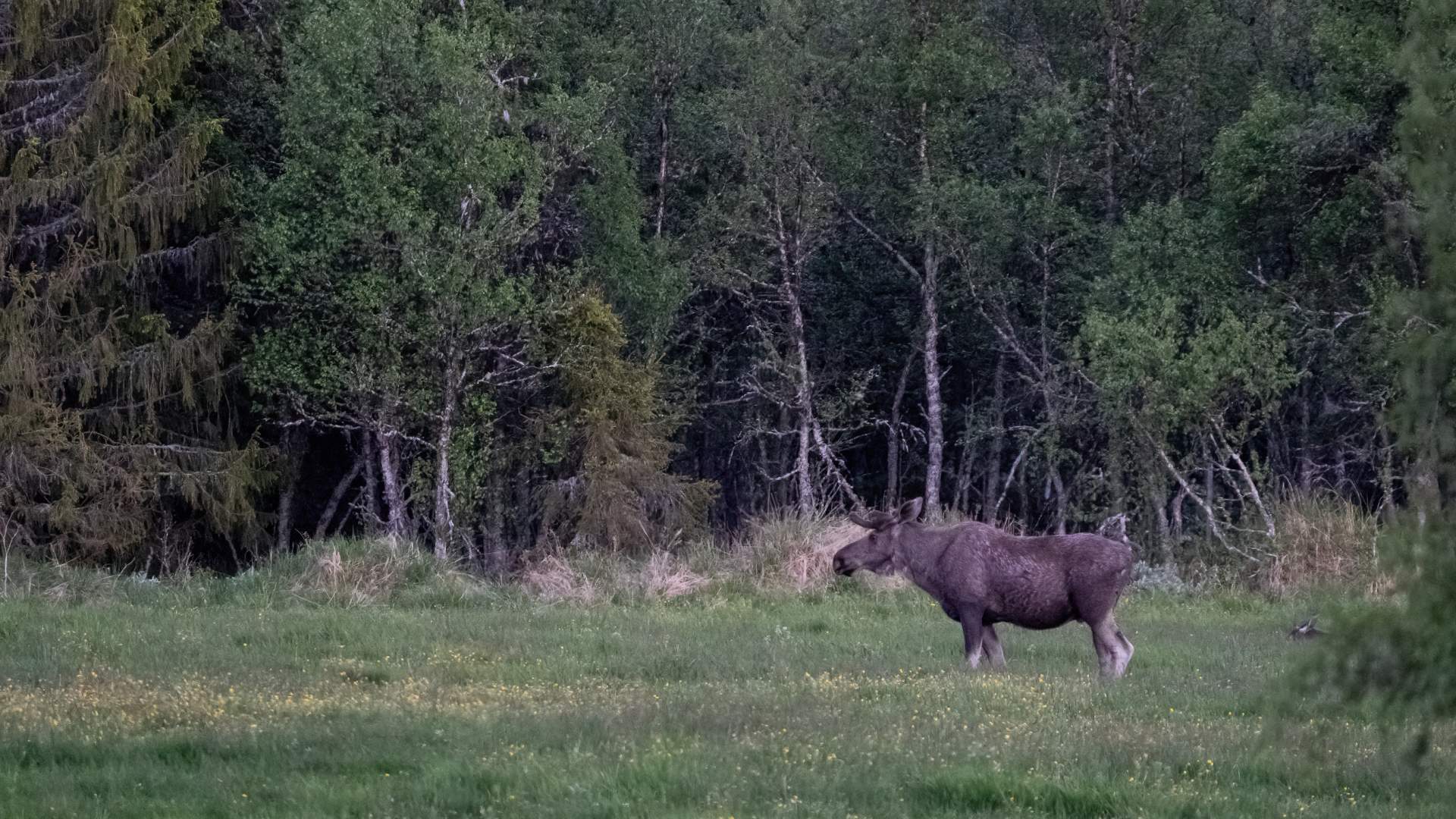 NOV08554-DeNoiseAI-clear