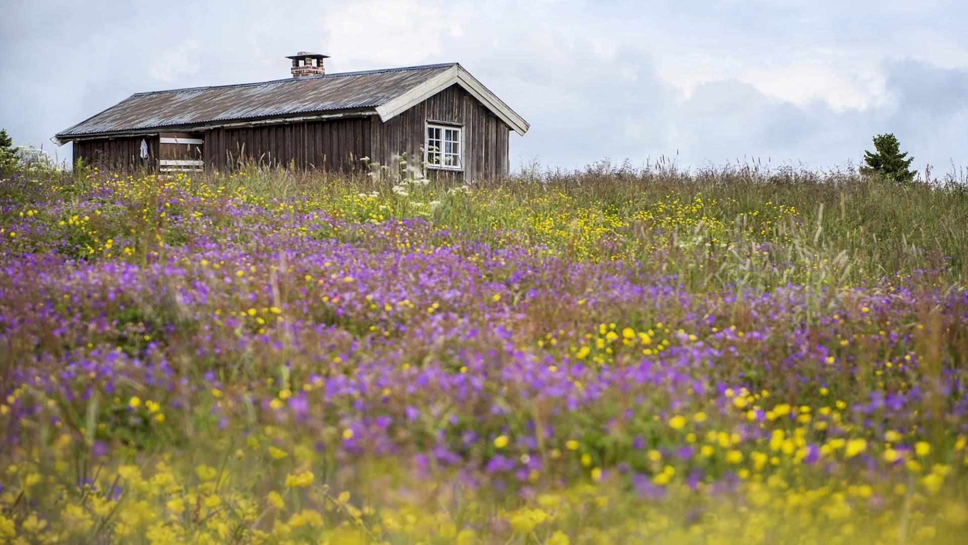 Seterlunsj på Lykkjesetra | Venabu fjellhotell