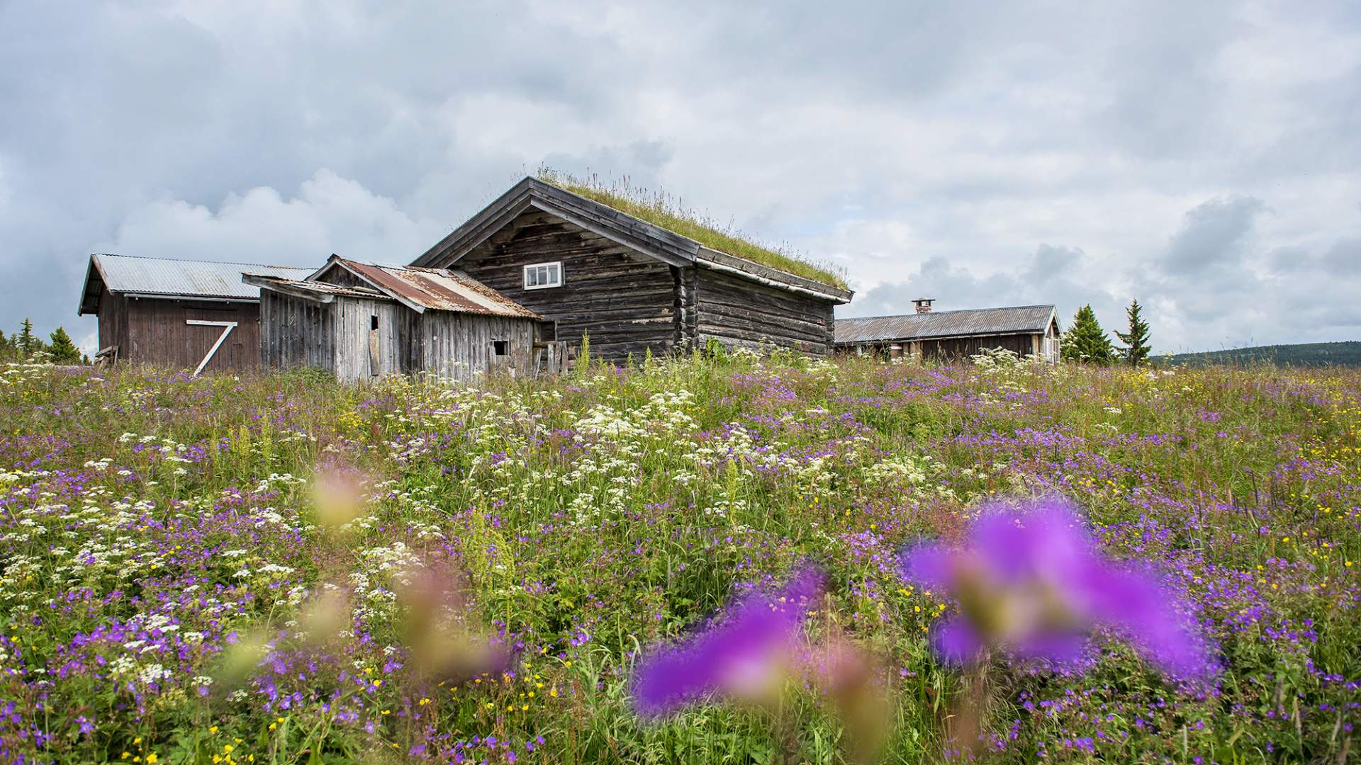 Seterlunsj på Lykkjesetra | Venabu fjellhotell