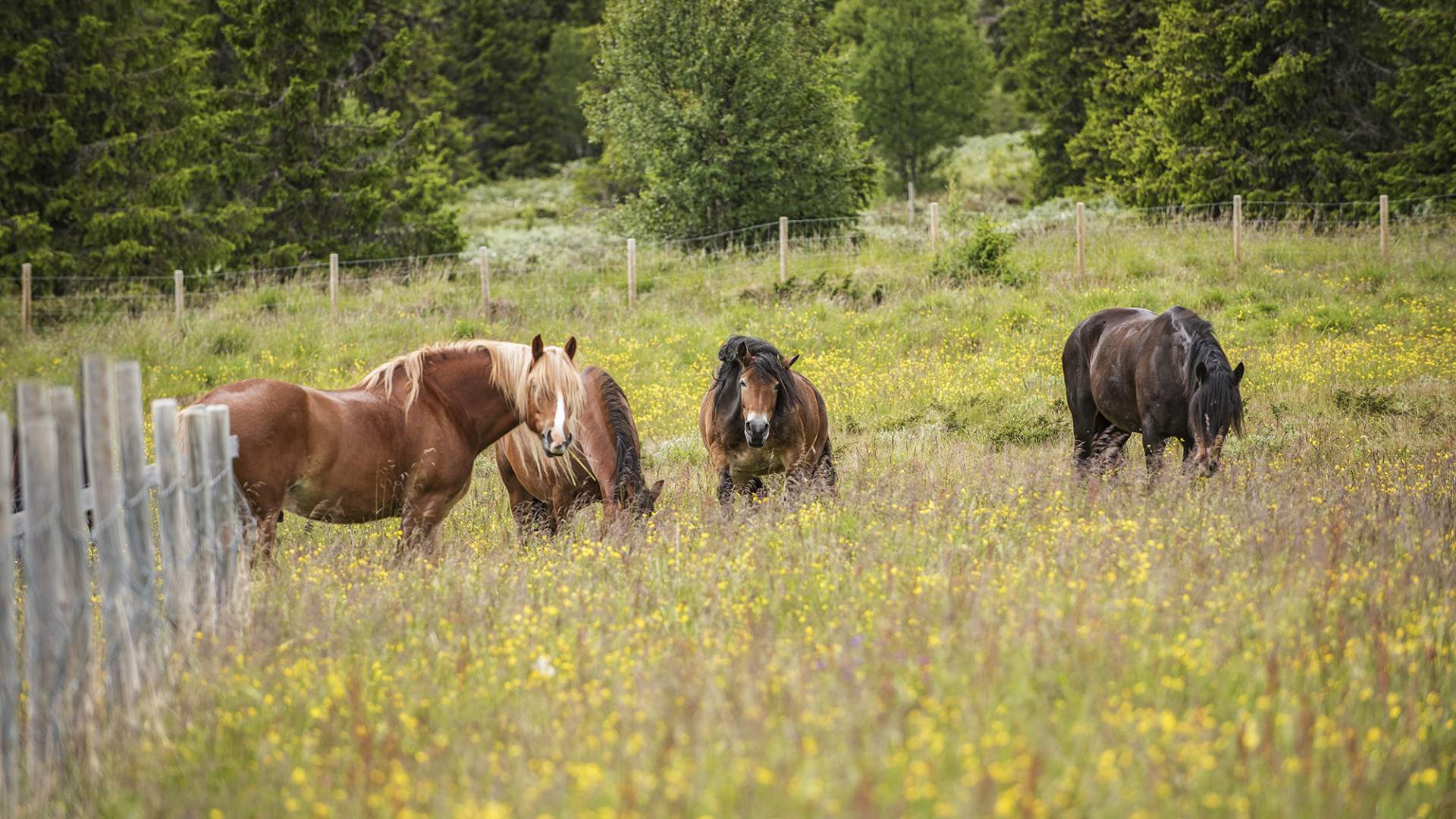 Relaxing in the meadow | Venabu Fjellhotell