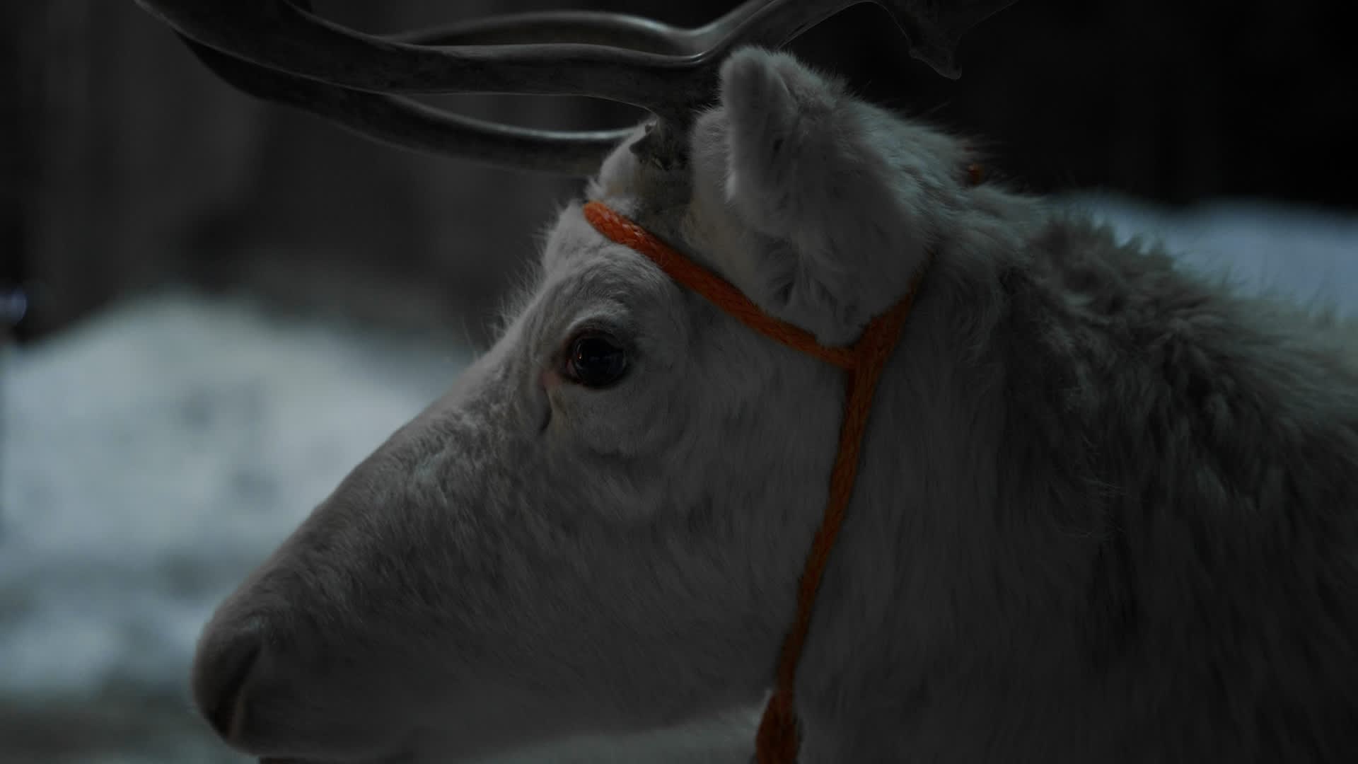 Oslo reindeer_1.2.1