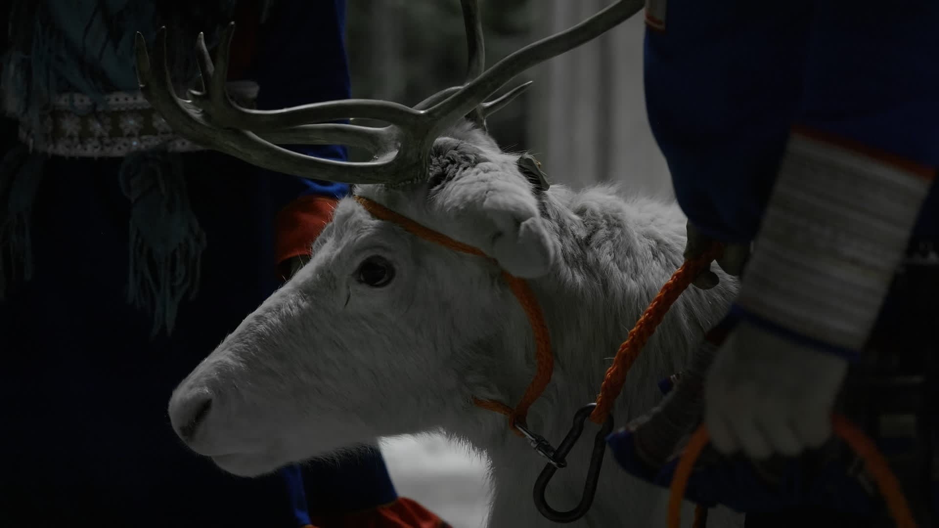 Oslo reindeer_1.28.1