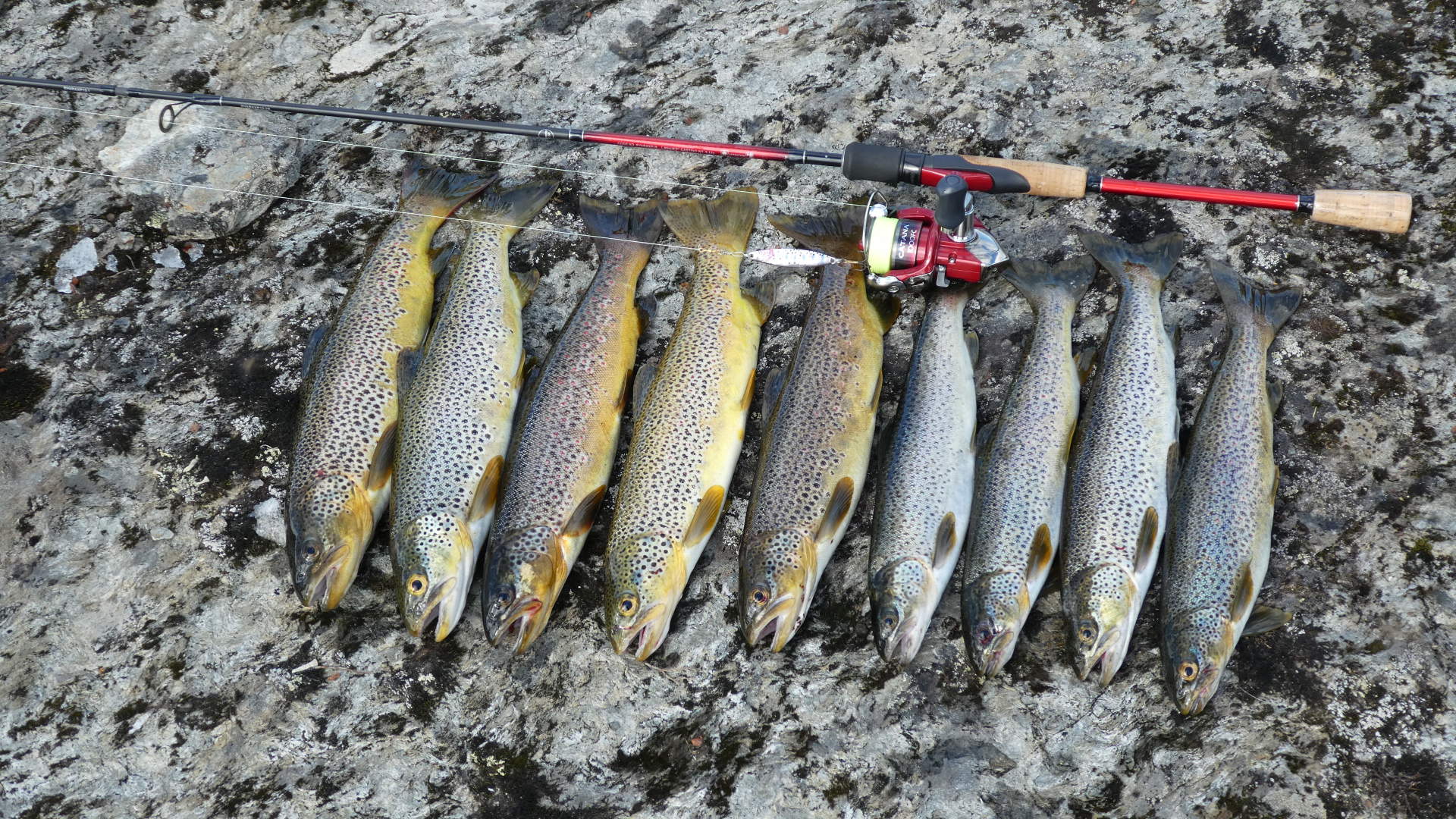 Ørret i Børgefjelll_Børgefjell Nasjonalparkstyre
