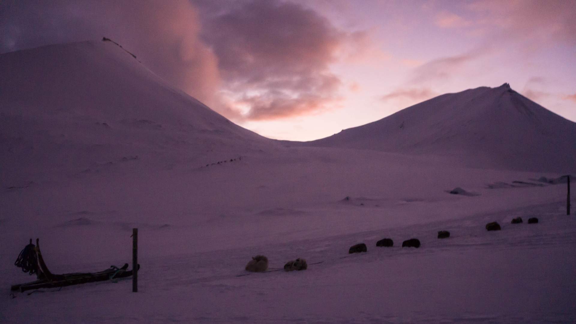 PÅ TUR MED SLEDEHUNDER (5)