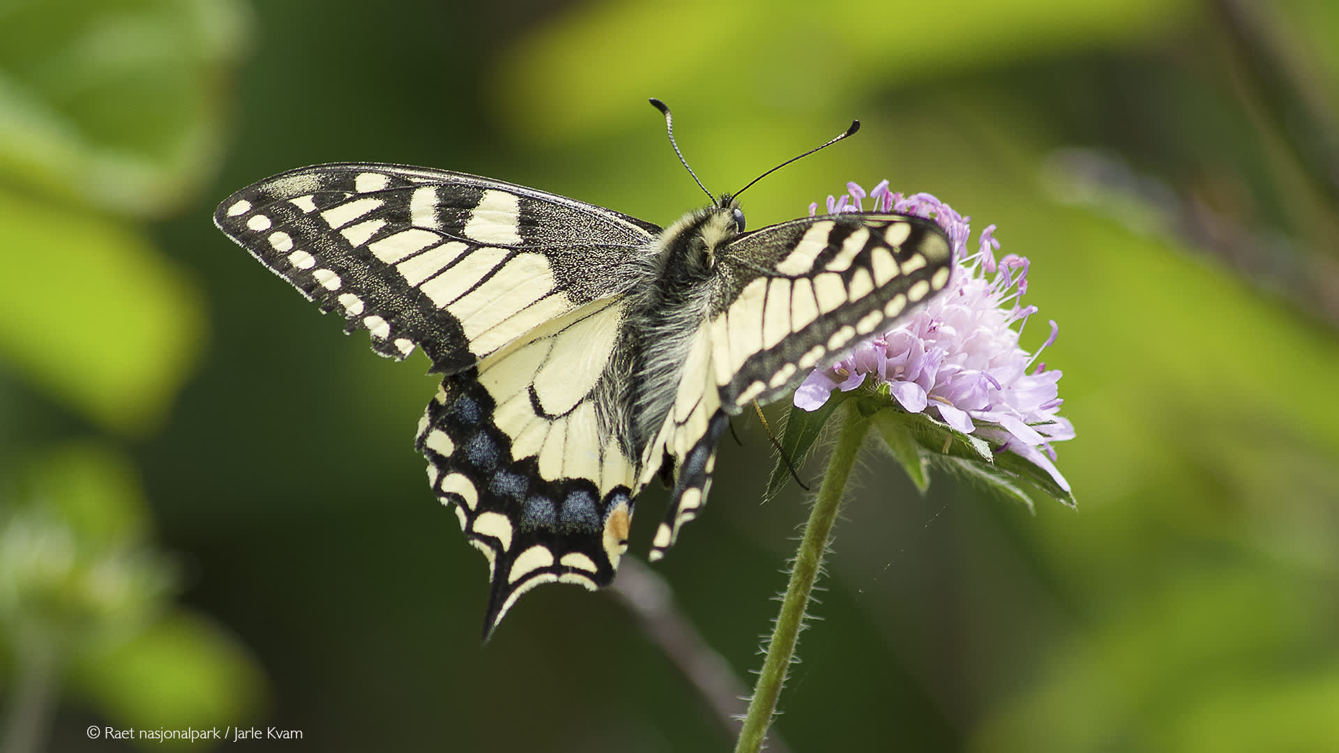 Insektene i Raet