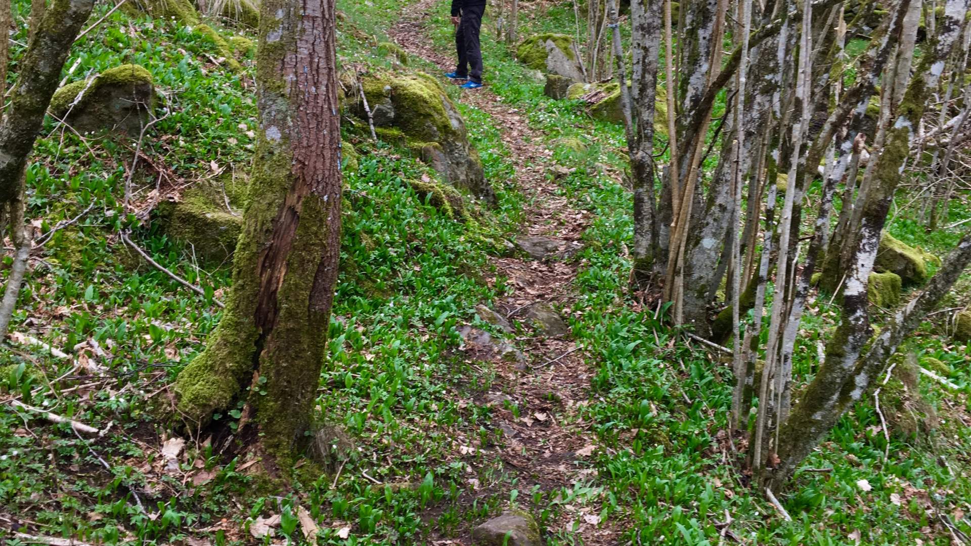 Ramsløk langs stien