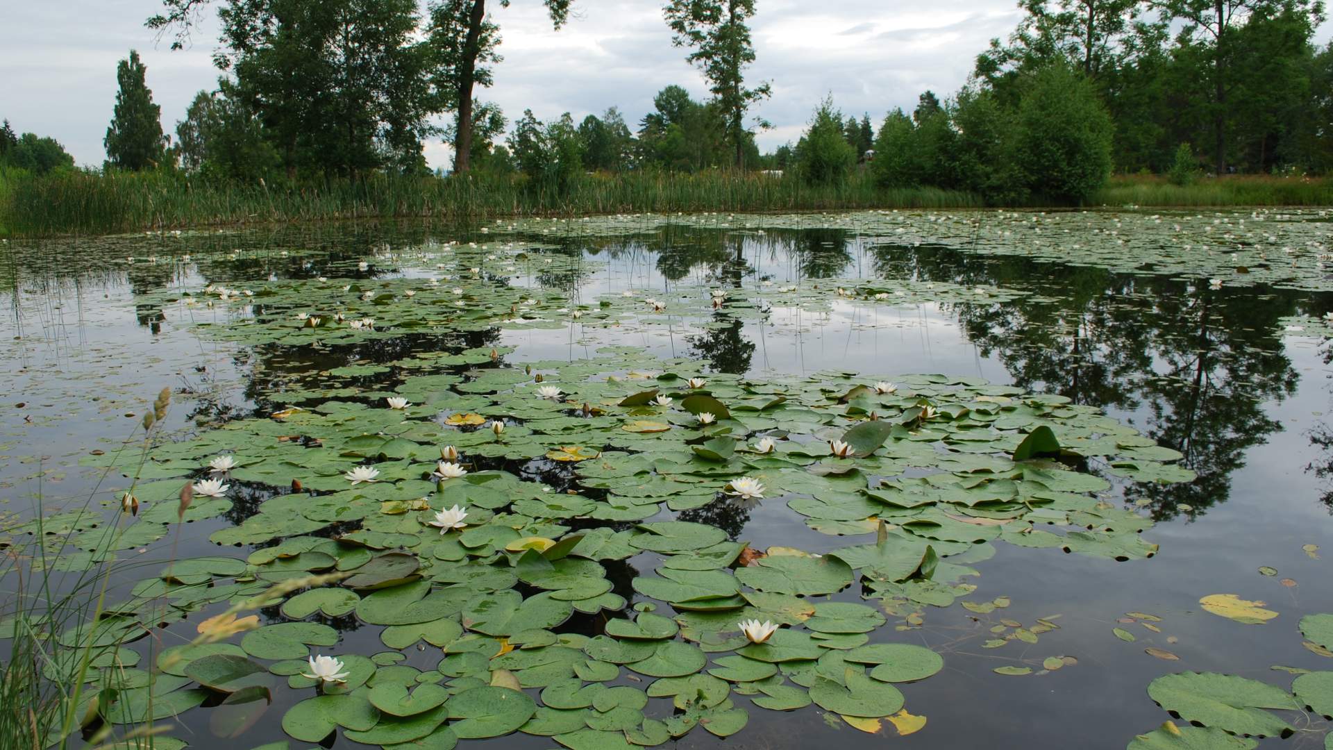 Ramton camping vannliljer