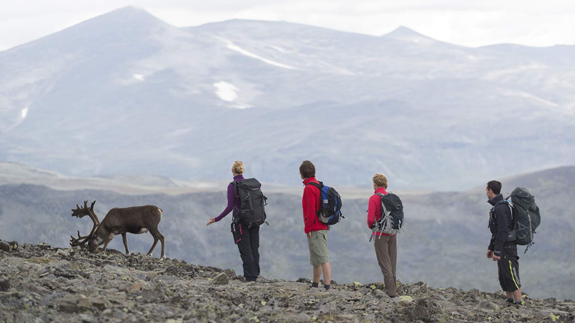 Reinsdyr på Besseggen