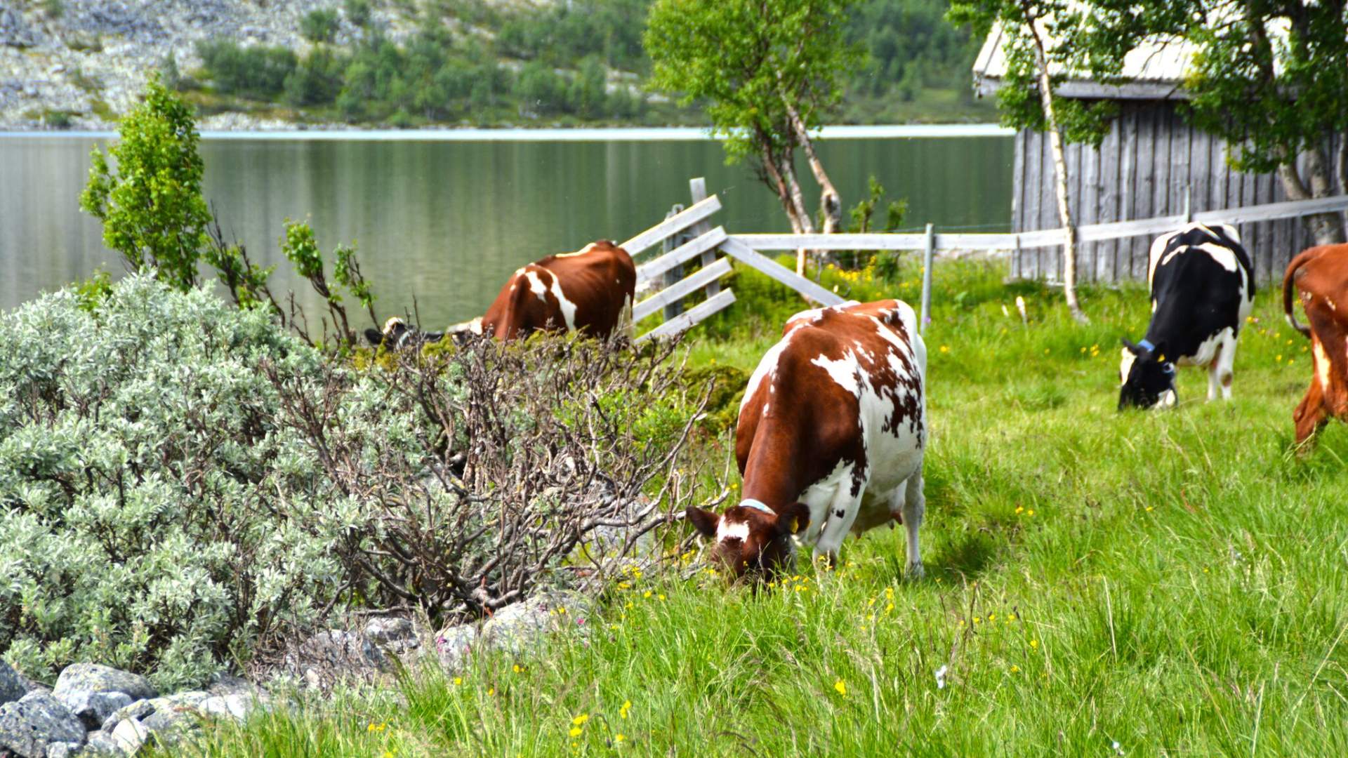 Seteridyll ved båtplassen Foto Julia Hamre_preview