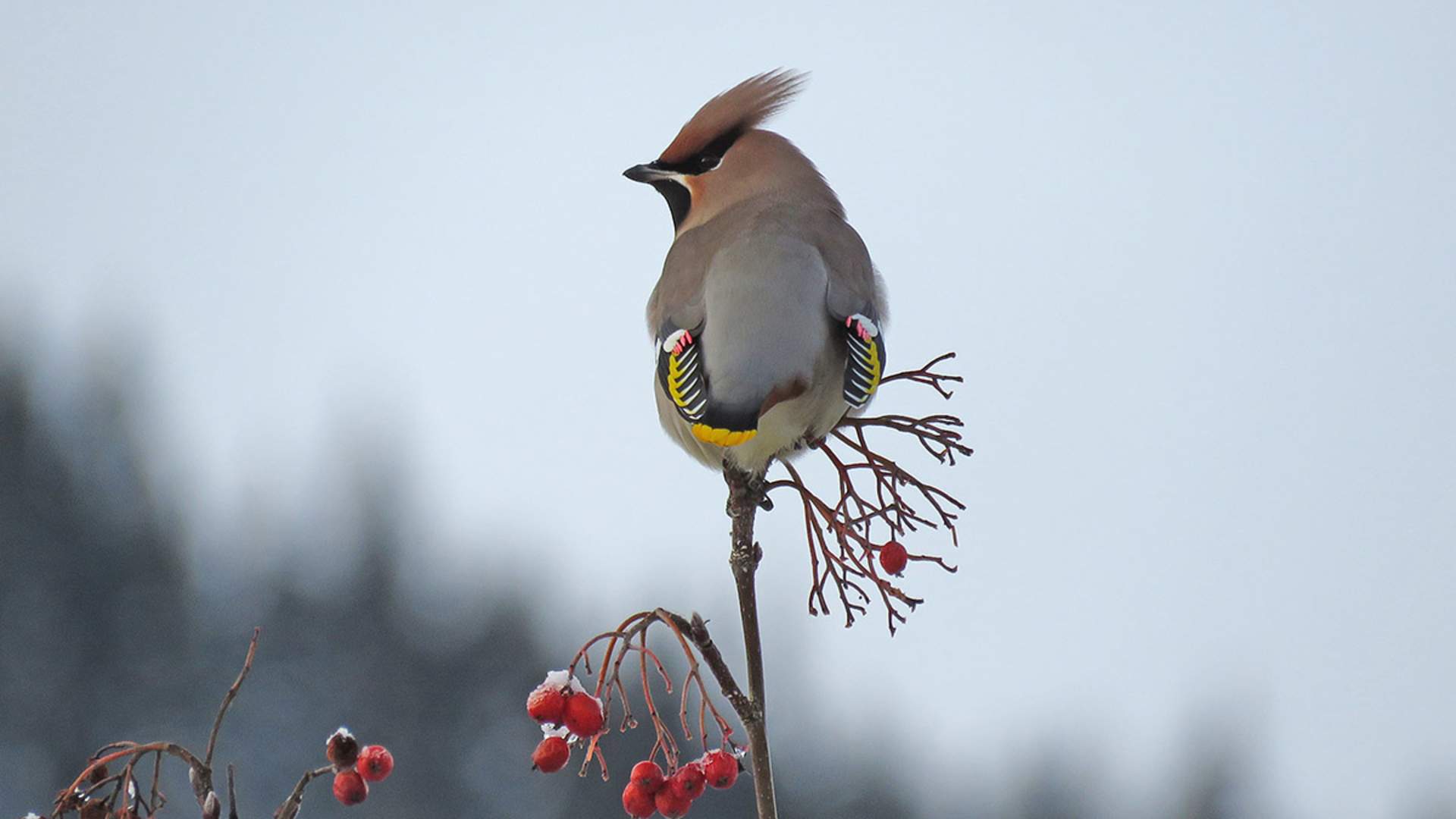 Sidensvans_IMG_4185_2_web