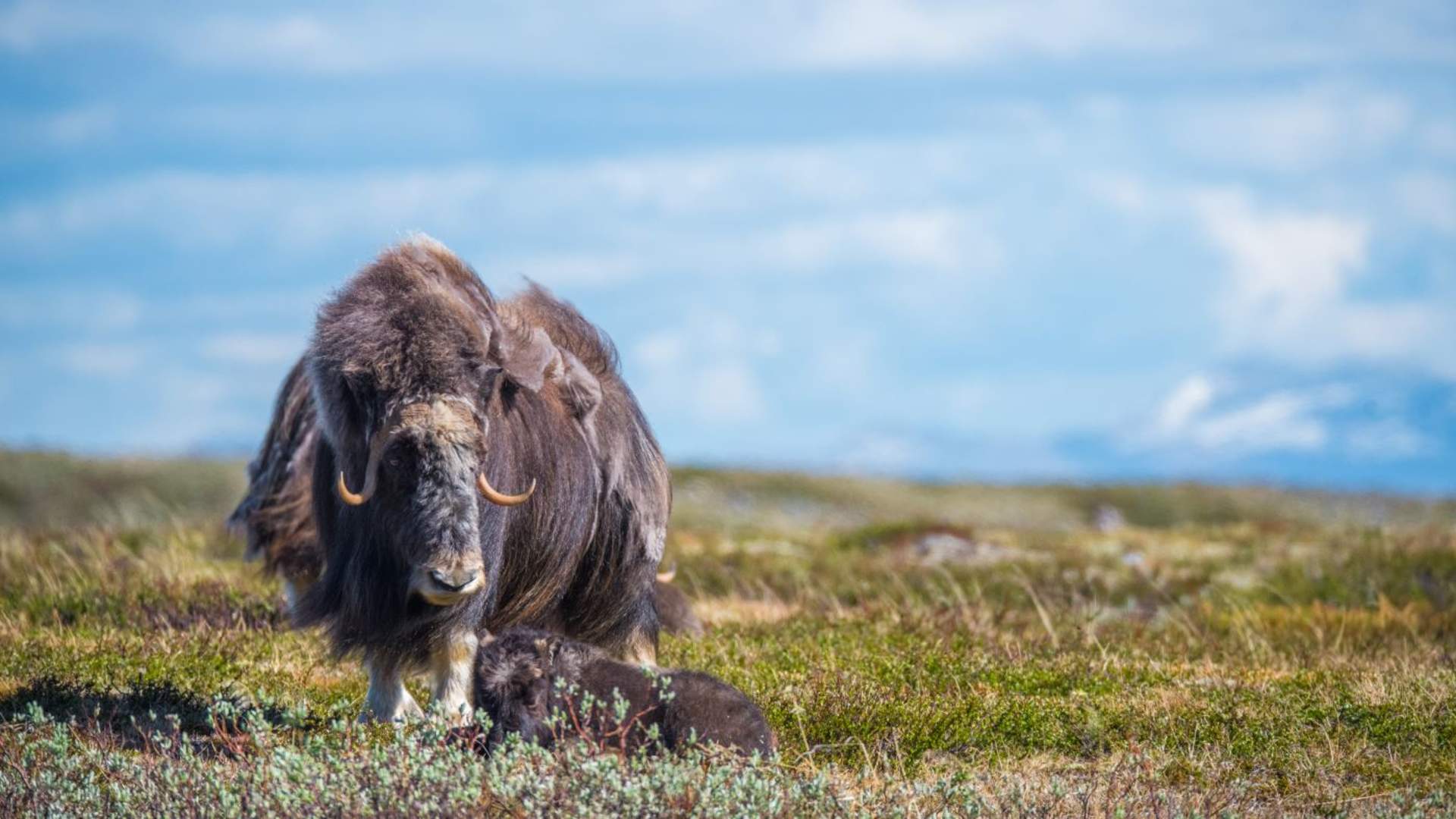Moskus på Dovrefjell