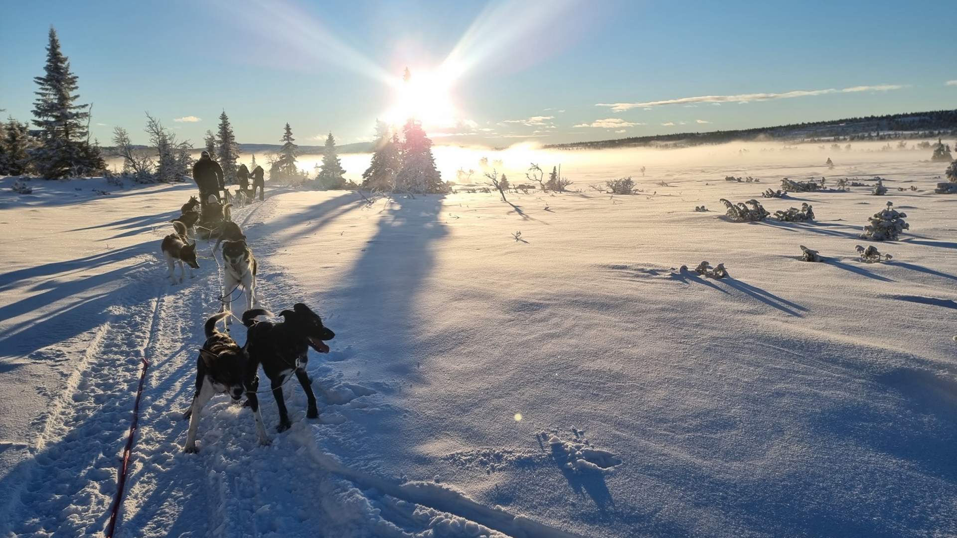 Sjusjøen Husky Tours 1