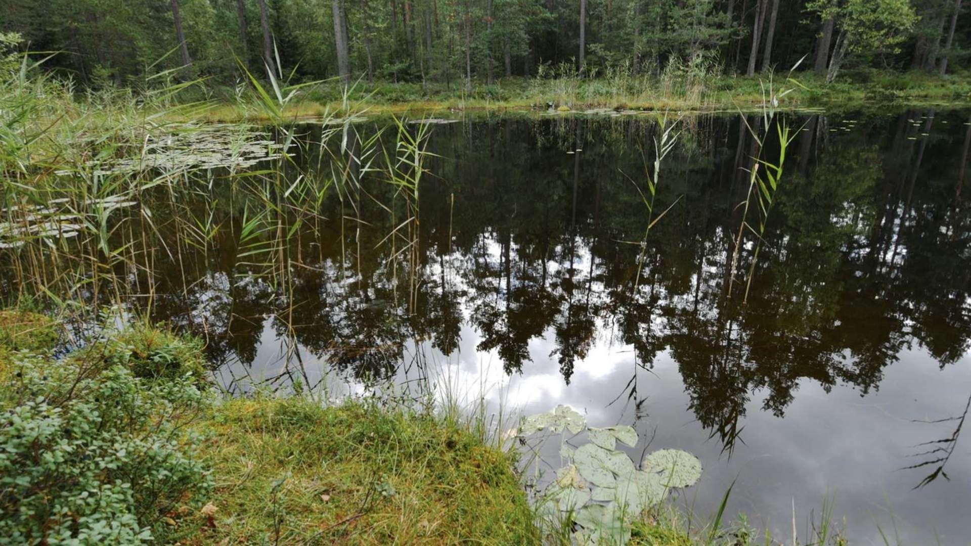 Salamanderparken