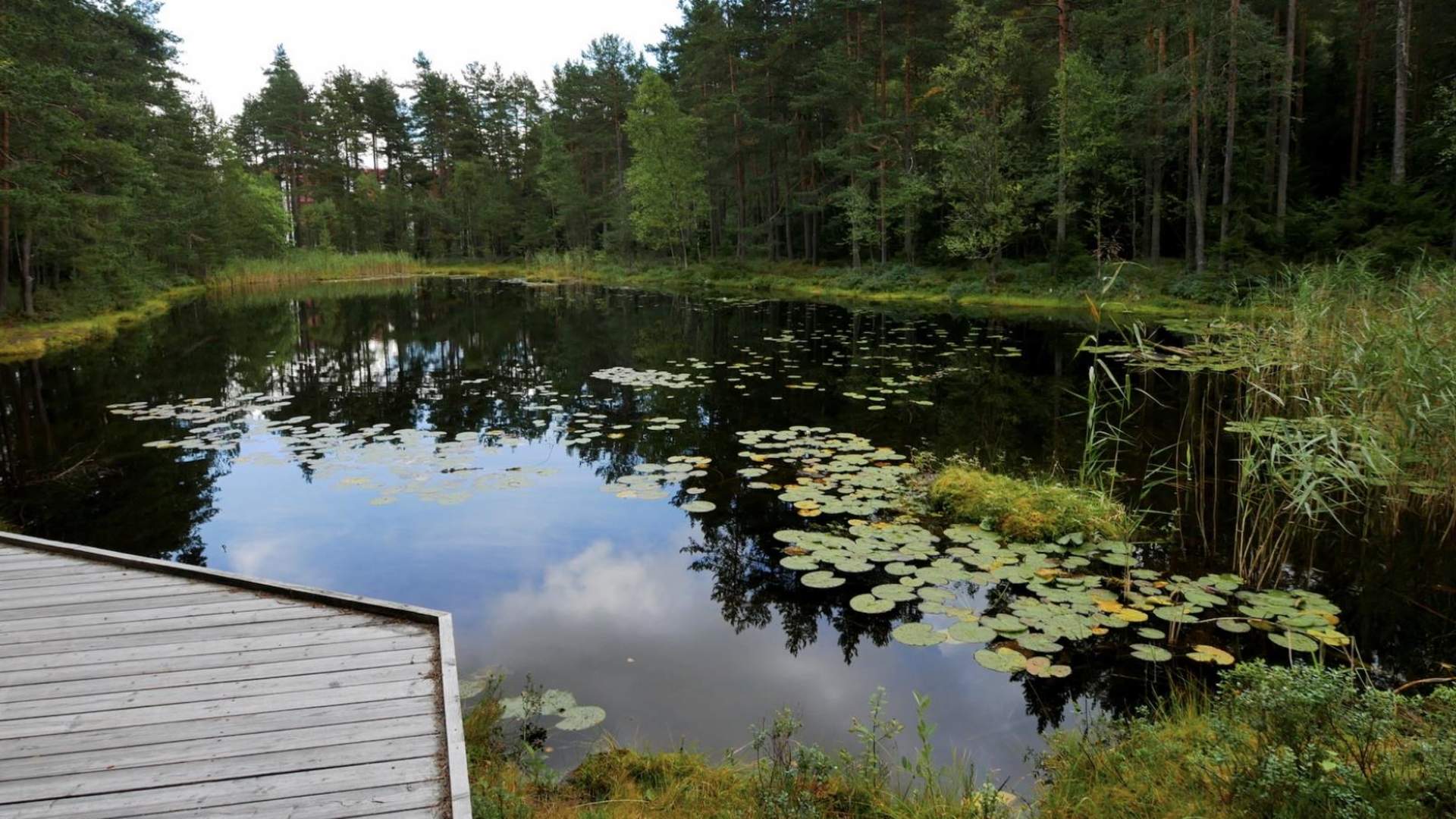 Salamanderparken