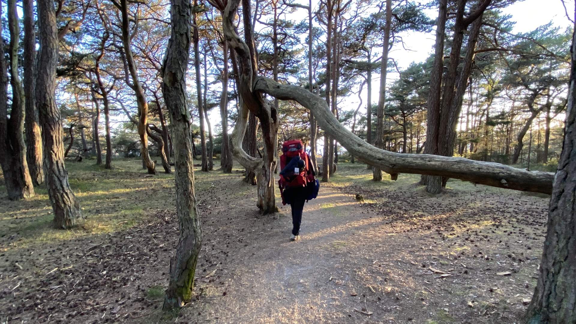 Skog_Storesand_hvaler