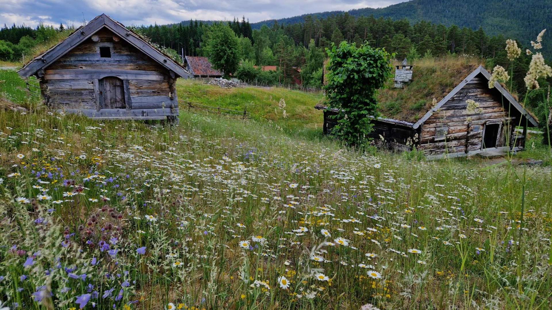 Sommar på friluftsmuseet