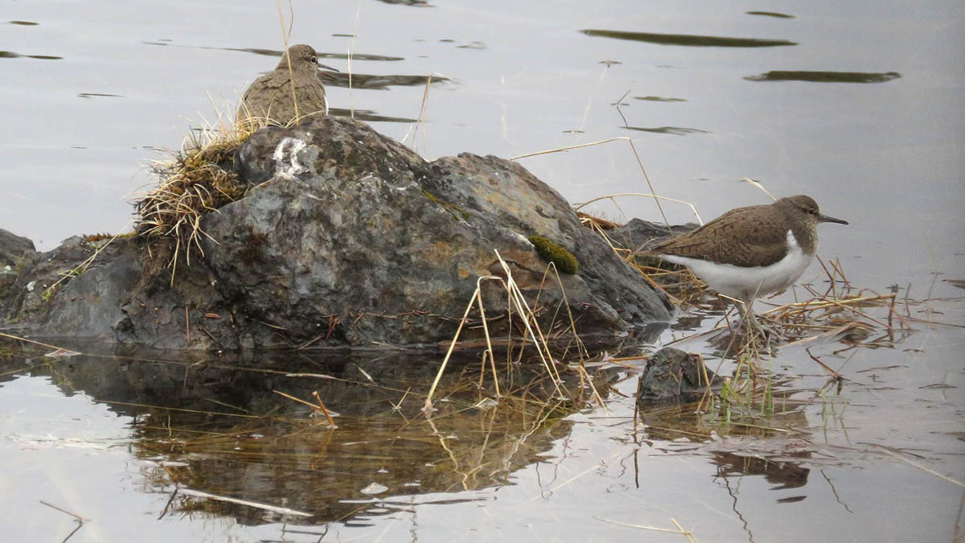 Strandsnipe_IMG_6047