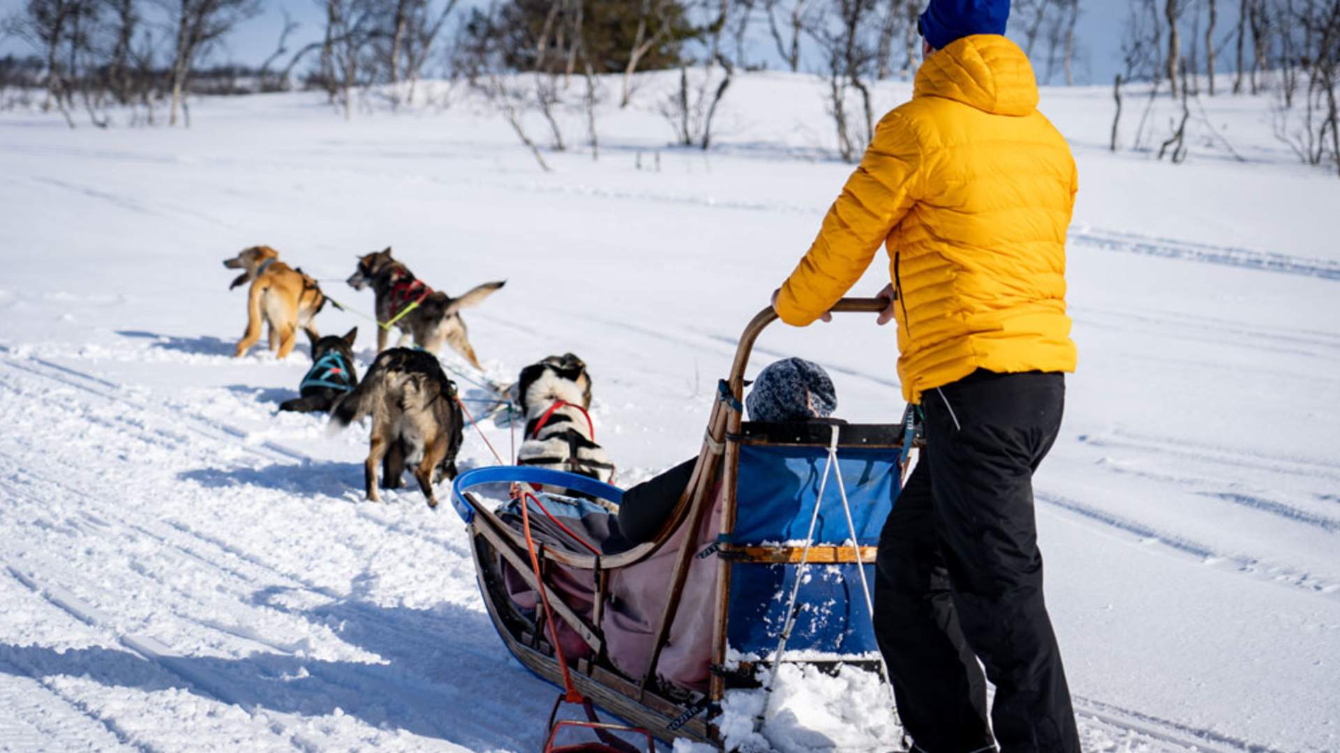 Telemark-Huskytour