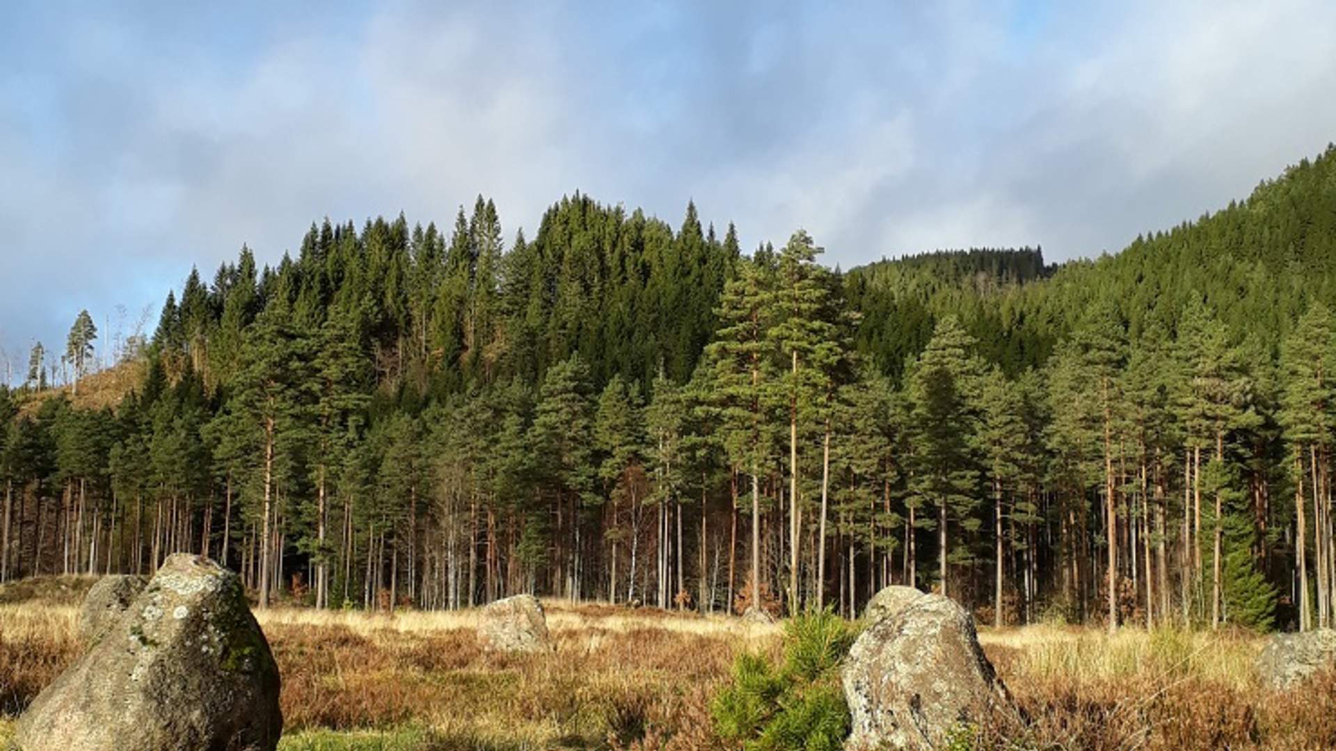 Tingvatn fornminnefeltet