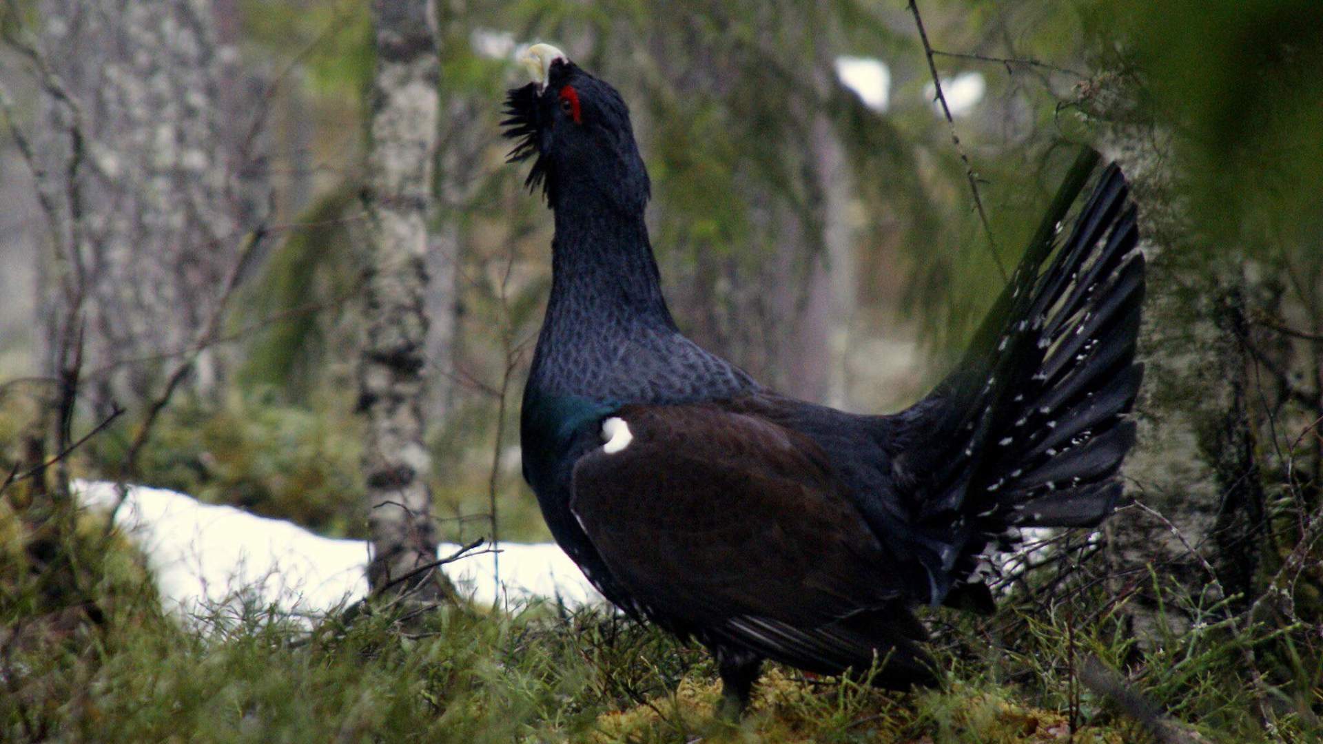 Tiurleik
