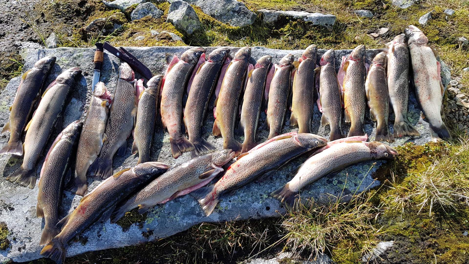 Trout