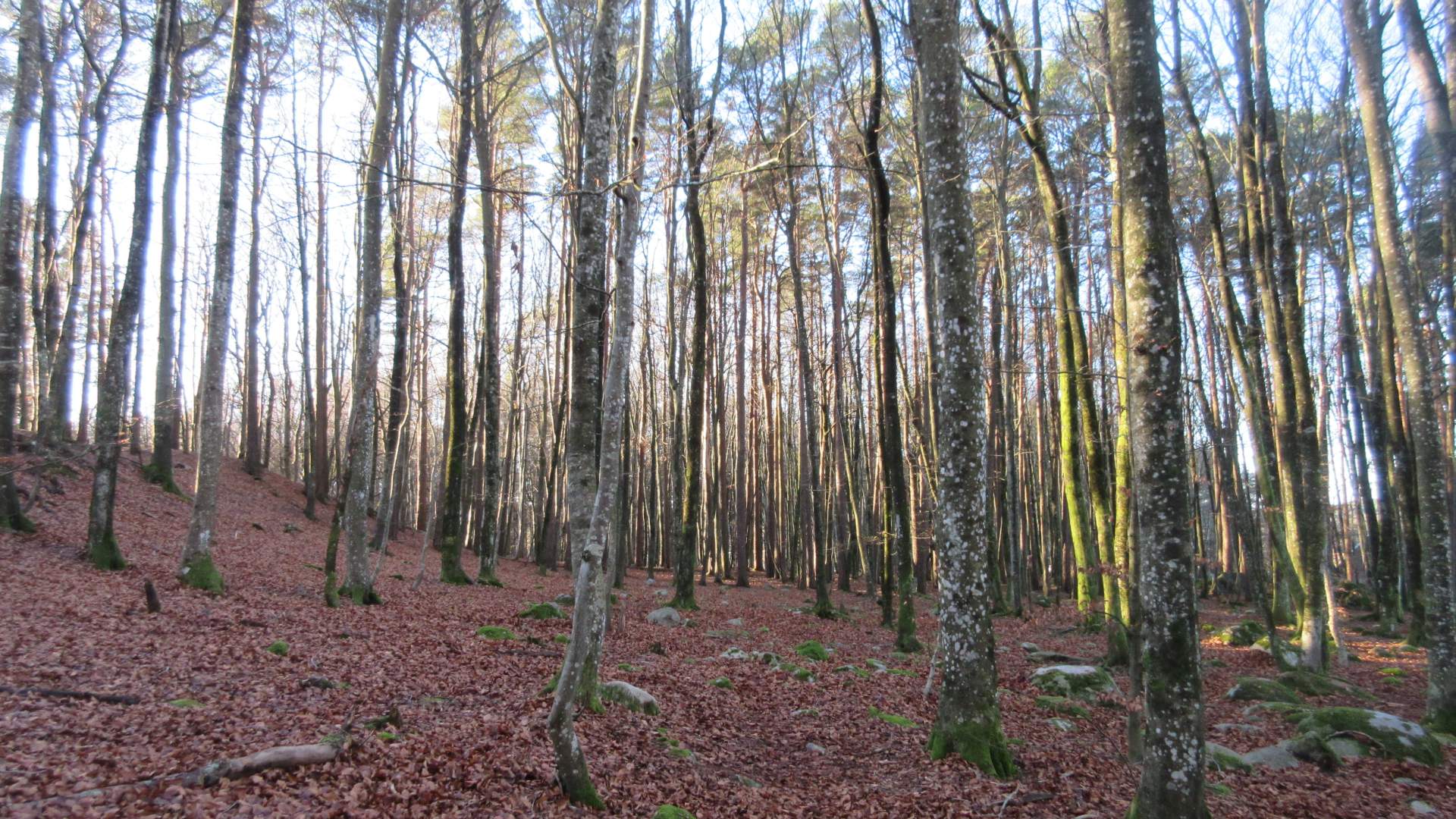 Bøkeskogen på Hasseltangen i november