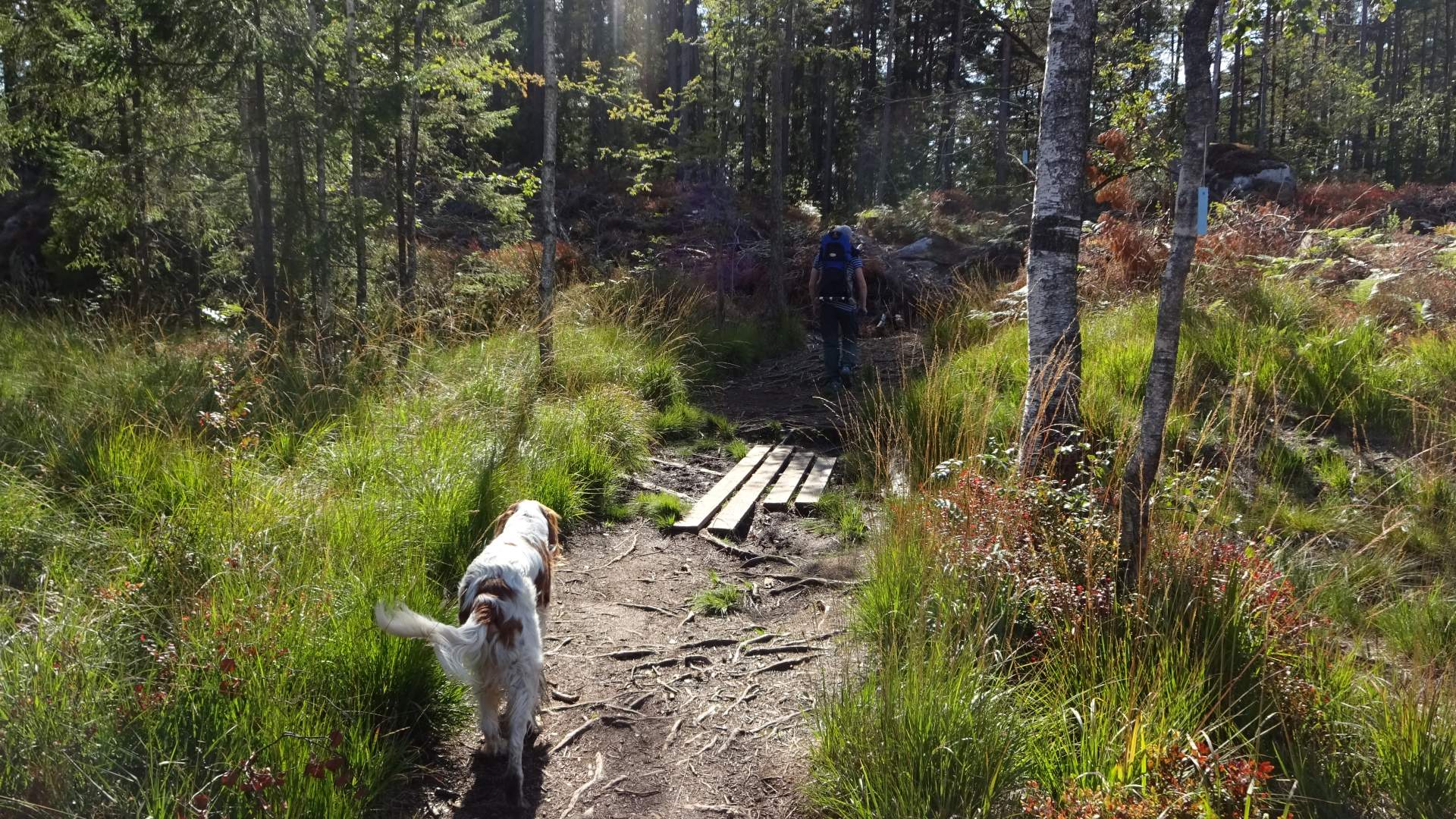 Fine stier opp til Kollen
