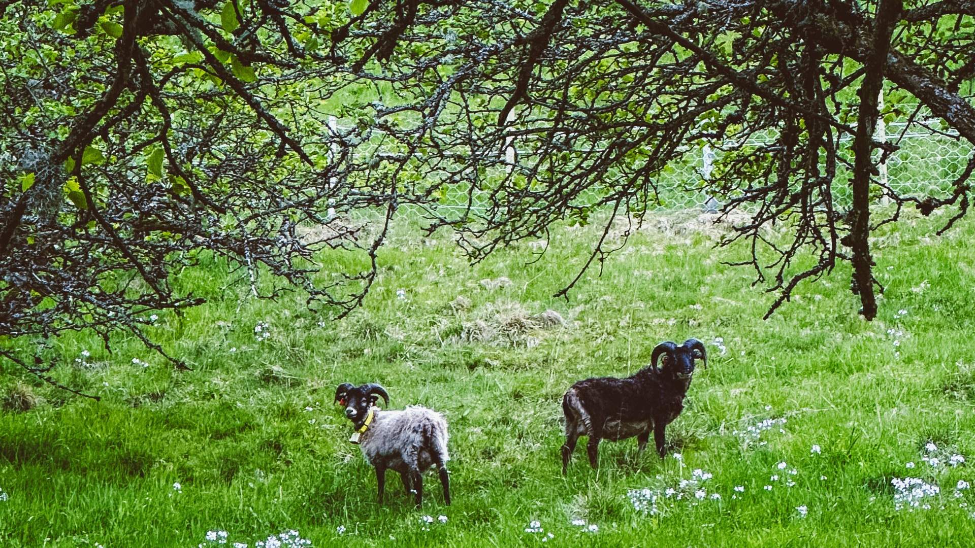 Flåm Fjord Farm